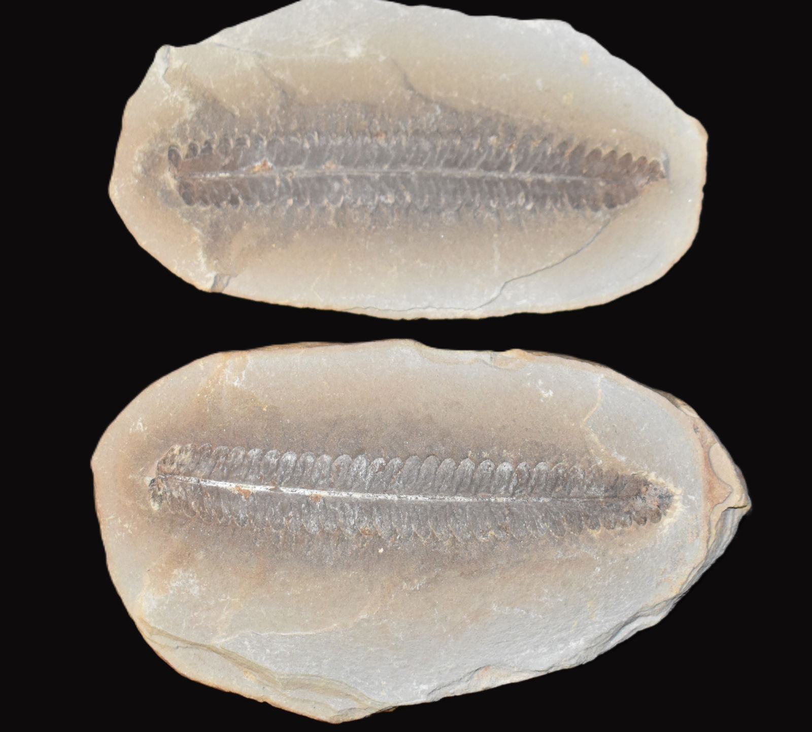 Pecopteris Fern Fossil found in Will County, Illinois: Pecopteris Fern Fossil found in Will County, Illinois. Discoveries in Will County are typically linked to the famous Mazon Creek fossil beds in Illinois. Carboniferous (Pennsylvanian) - 300 million ye