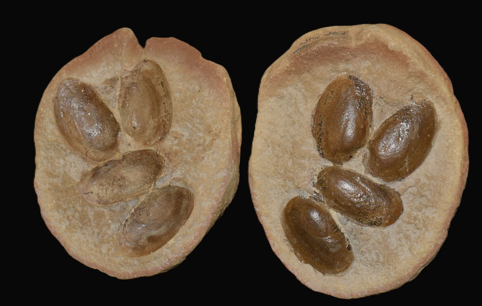 Bivalve Fossil Cluster in Stone Matrix from Mazon Creek in Illinois 307–309 million.: Bivalve Fossil Cluster in Stone Matrix from Mazon Creek in Illinois 307–309 million. Bivalve fossils are the preserved remains of ancient clams, oysters, mussels, and similar shell-bearing mollusks