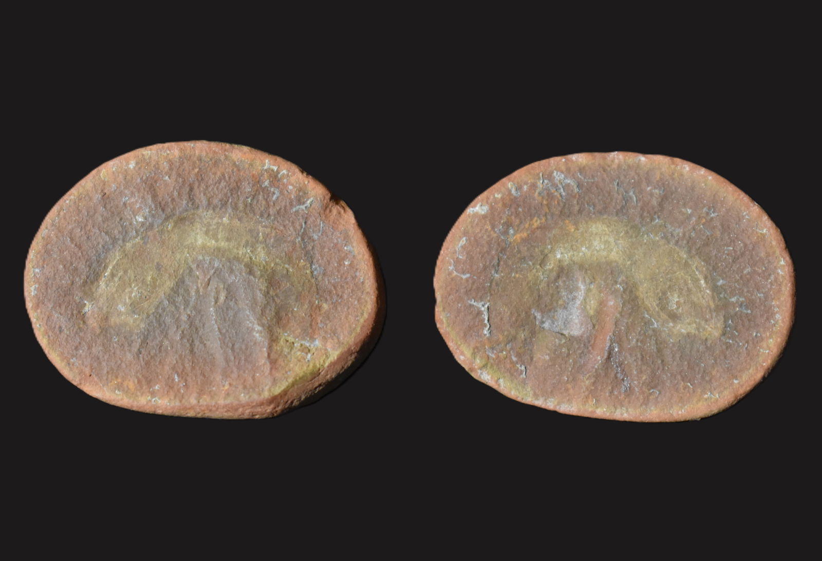 Dryptoscolex Matthiesae Fossil from Mazon Creek: Dryptoscolex matthiesae, a rare polychaete worm (Annelida: Polychaeta: Phyllodocida) from the famous Mazon Creek fossil beds in Illinois. It dates to the Middle Pennsylvanian (approx. 305 million year