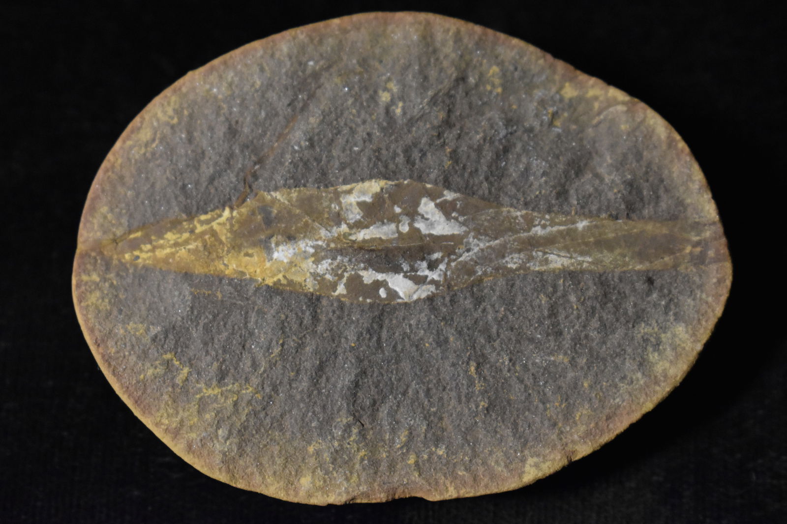 Problematica Fossil Found in Mazon Creen in Illinois: The "problematica" fossils from the Mazon Creek site in Illinois are unusual, poorly understood fossils that scientists cannot confidently classify. They represent mysterious organisms from the Carbon