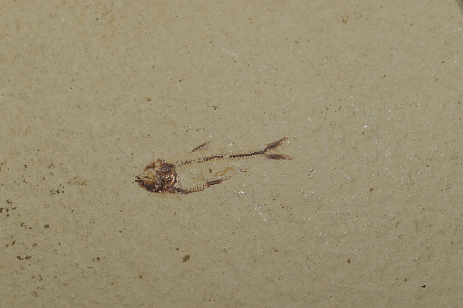 Fossilized Minnow (Knightia) found in the Green River, Wyoming: Fossilized Minnow (Knightia) found in the Green River, Wyoming. A very small example of the species. They typically got to an average size of 3-4 inches so this was a juvenile. It measures approximate