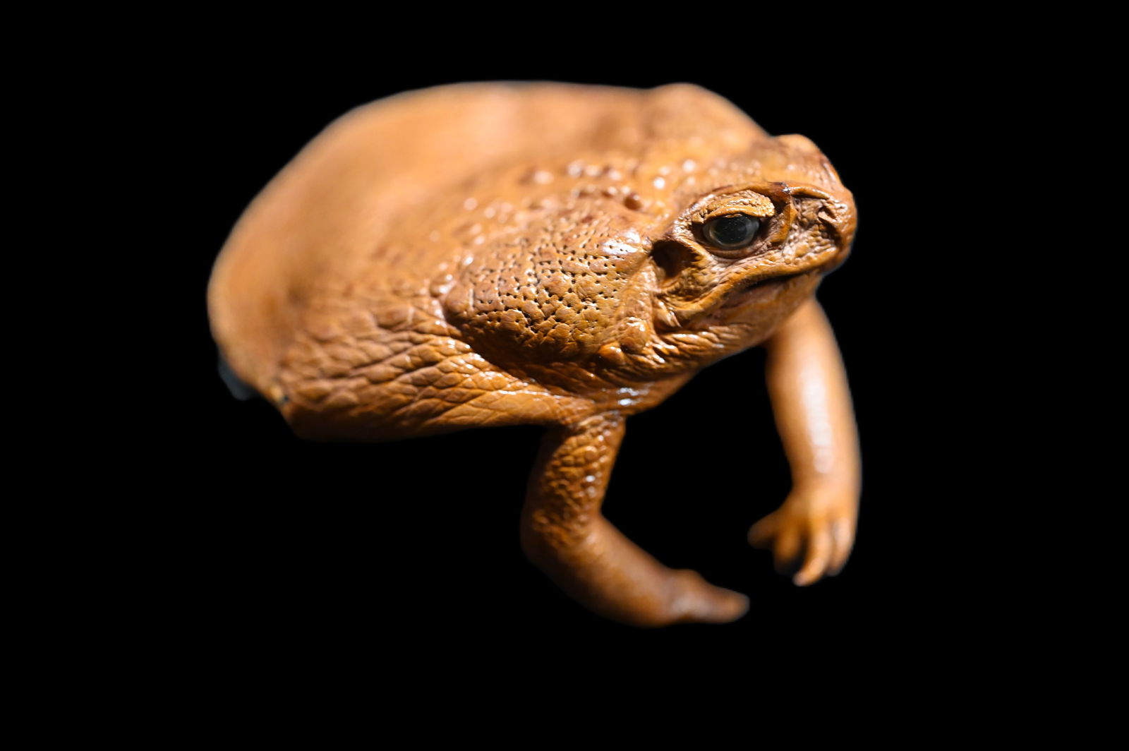 Leather Frog Cane Purse. (1 of 6)