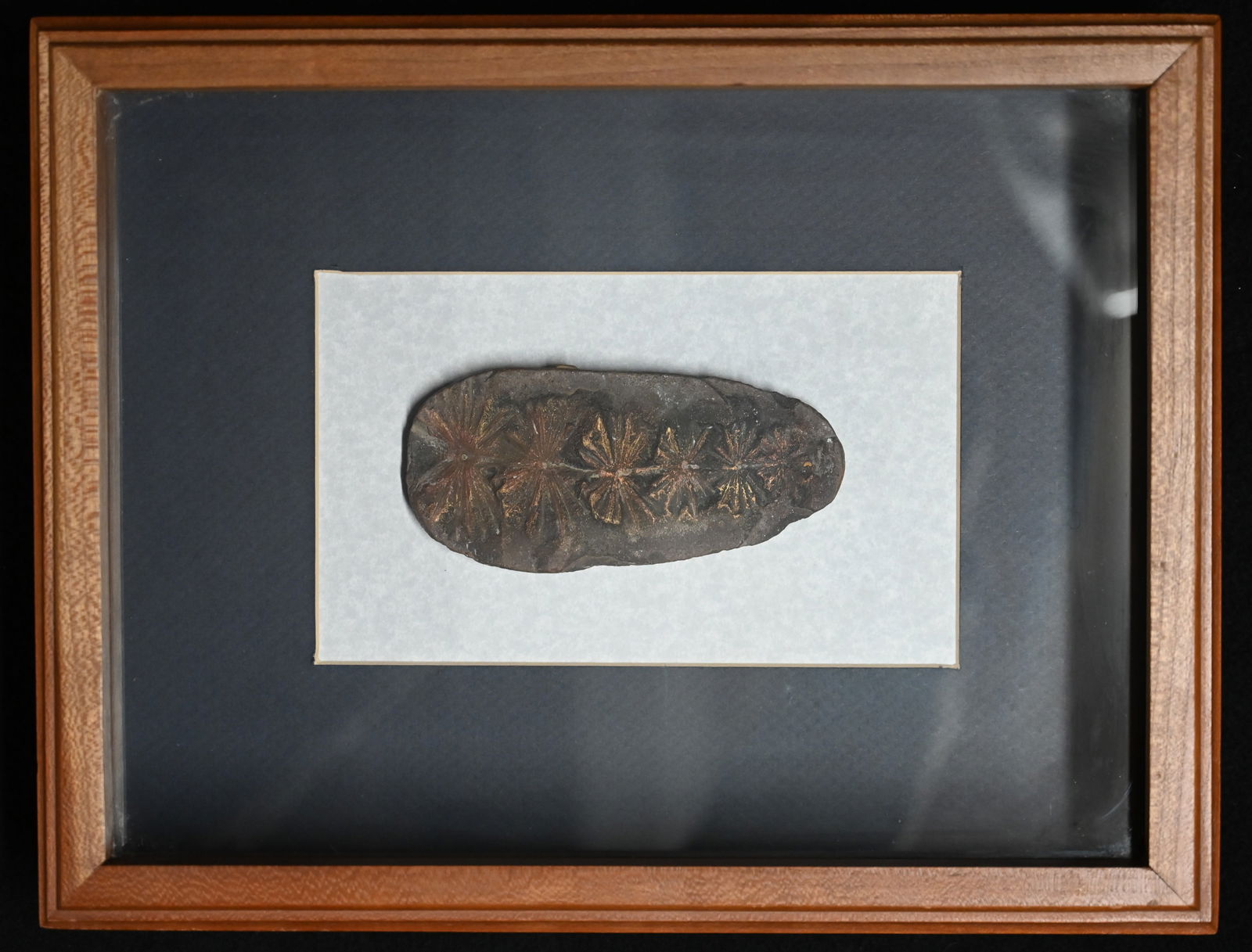 300 Million Year Old Fossil of a Horsetail genus annularia.: 300 Million Year Old Fossil of a Horsetail genus annularia. 5" long in a 10" x 13" frame. Likely from the Mazon Creek formation in Illinois.