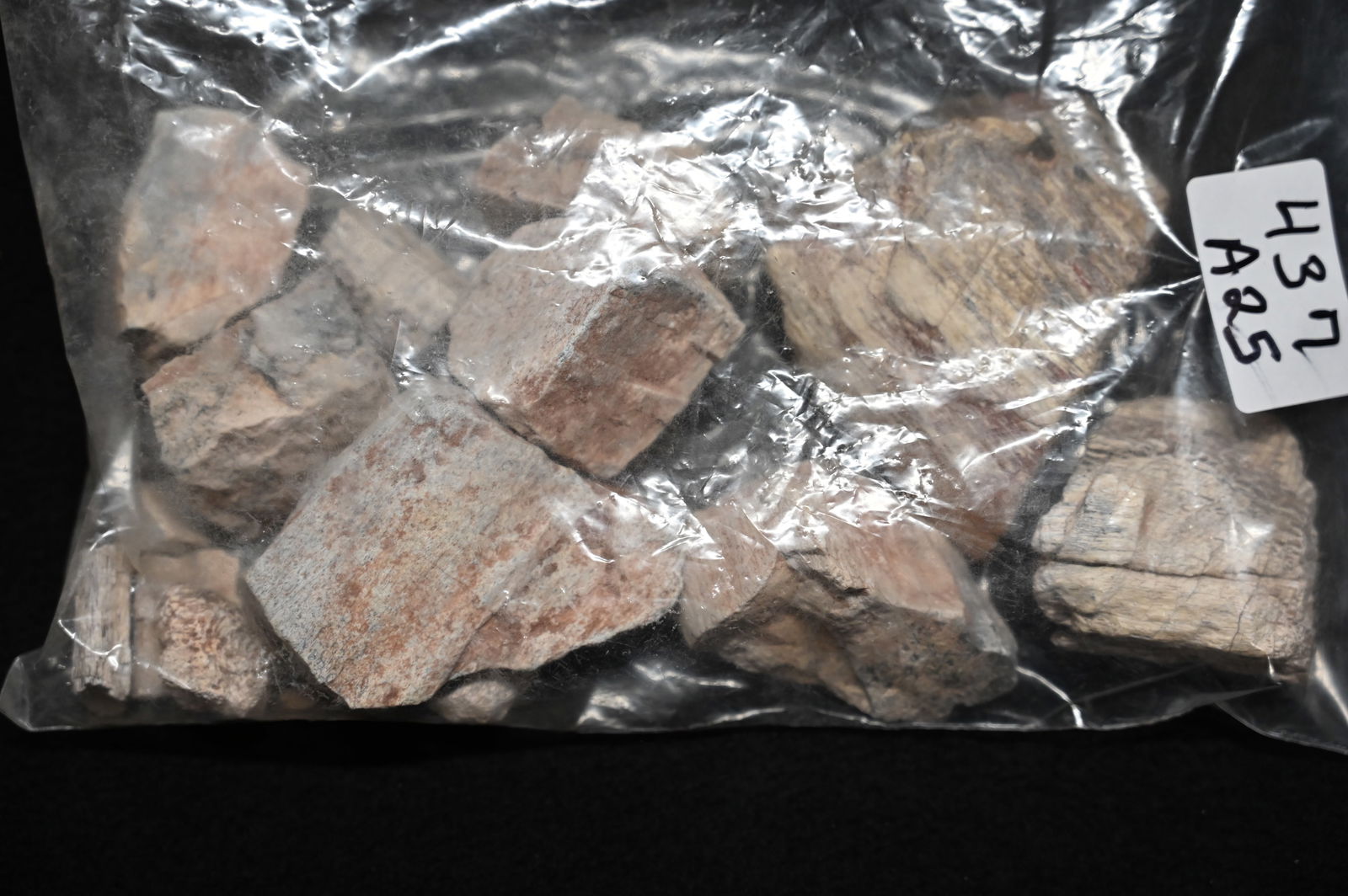 1 Pound of Fossilized Dinosaur Bones Found in South America. (1 of 3)