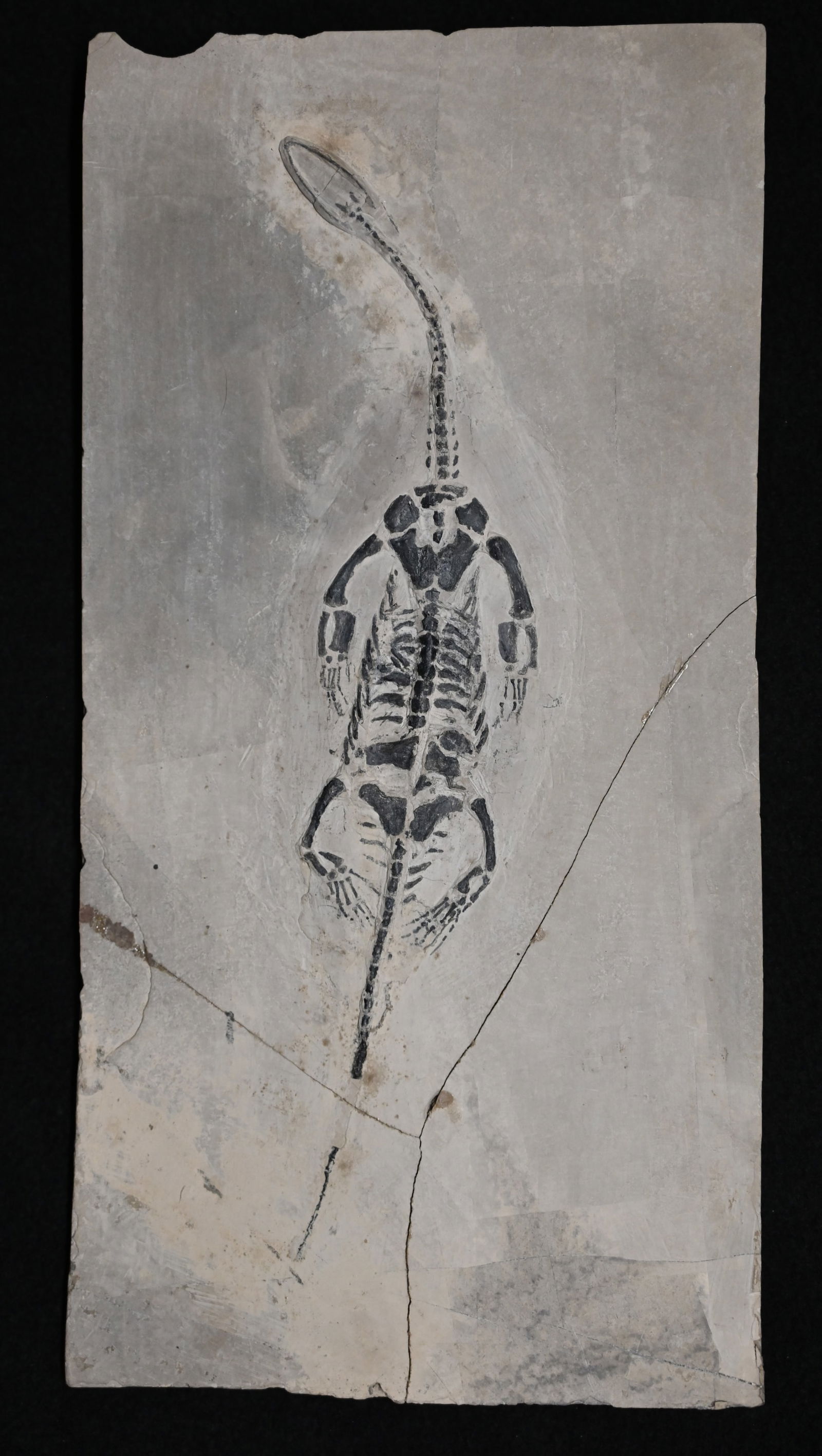 Keichousaurus Fossil Extinct genus of marine reptile from the Triassic Period. Approx. 237-242: Keichousaurus Fossil Extinct genus of marine reptile from the Triassic Period. Approx. 237-242 million years ago. Found in the Guizhou Province of China. 6" x 11 3/4".