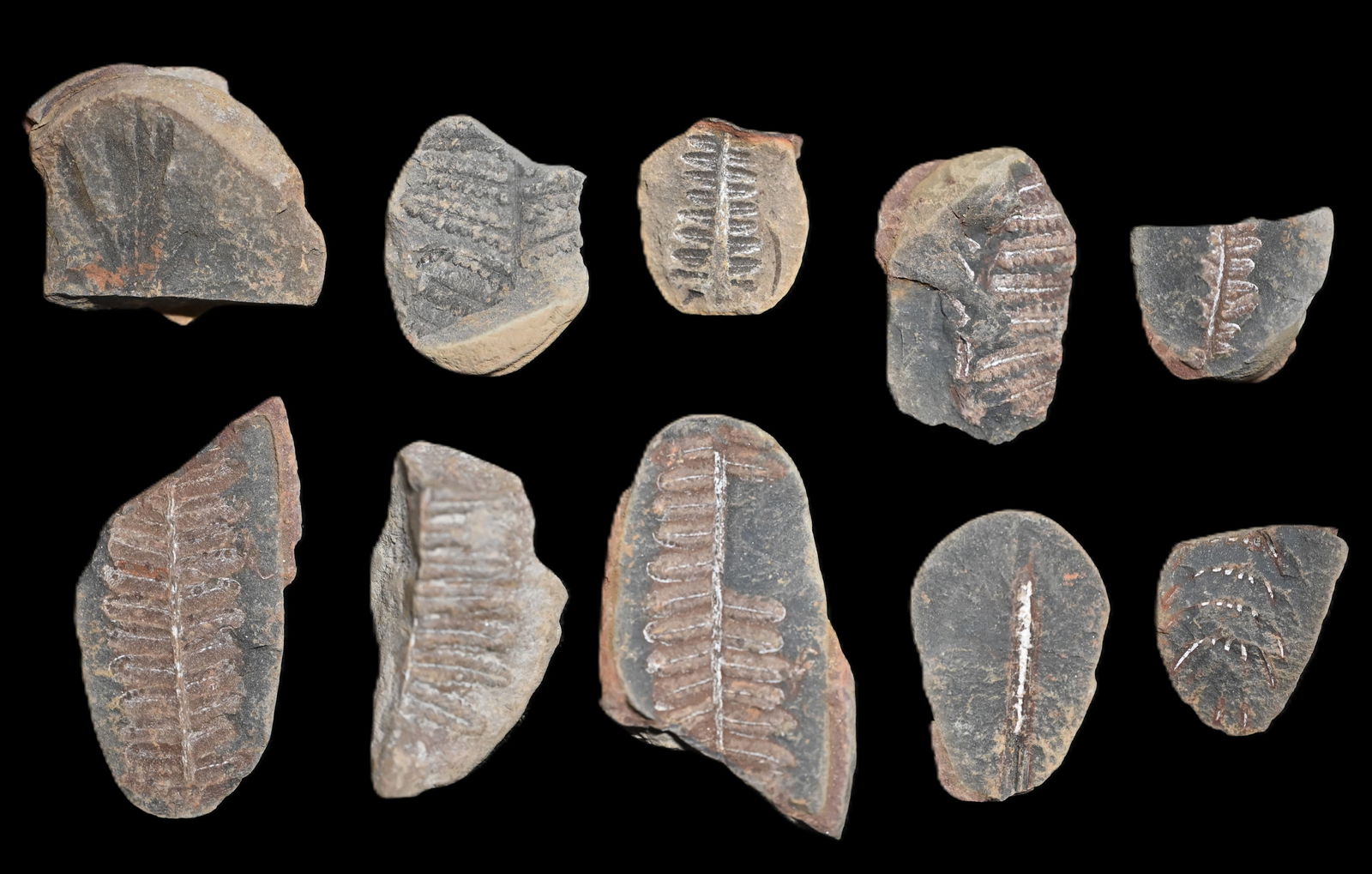 10 Mazon Creek Fossils 300 Million Years Old.: Extraordinary group of Mazon Creek fossils, unearthed from one of North America's most renowned fossil beds. Each specimen offers a glimpse into the lush, swampy ecosystems of the Pennsylvanian Period
