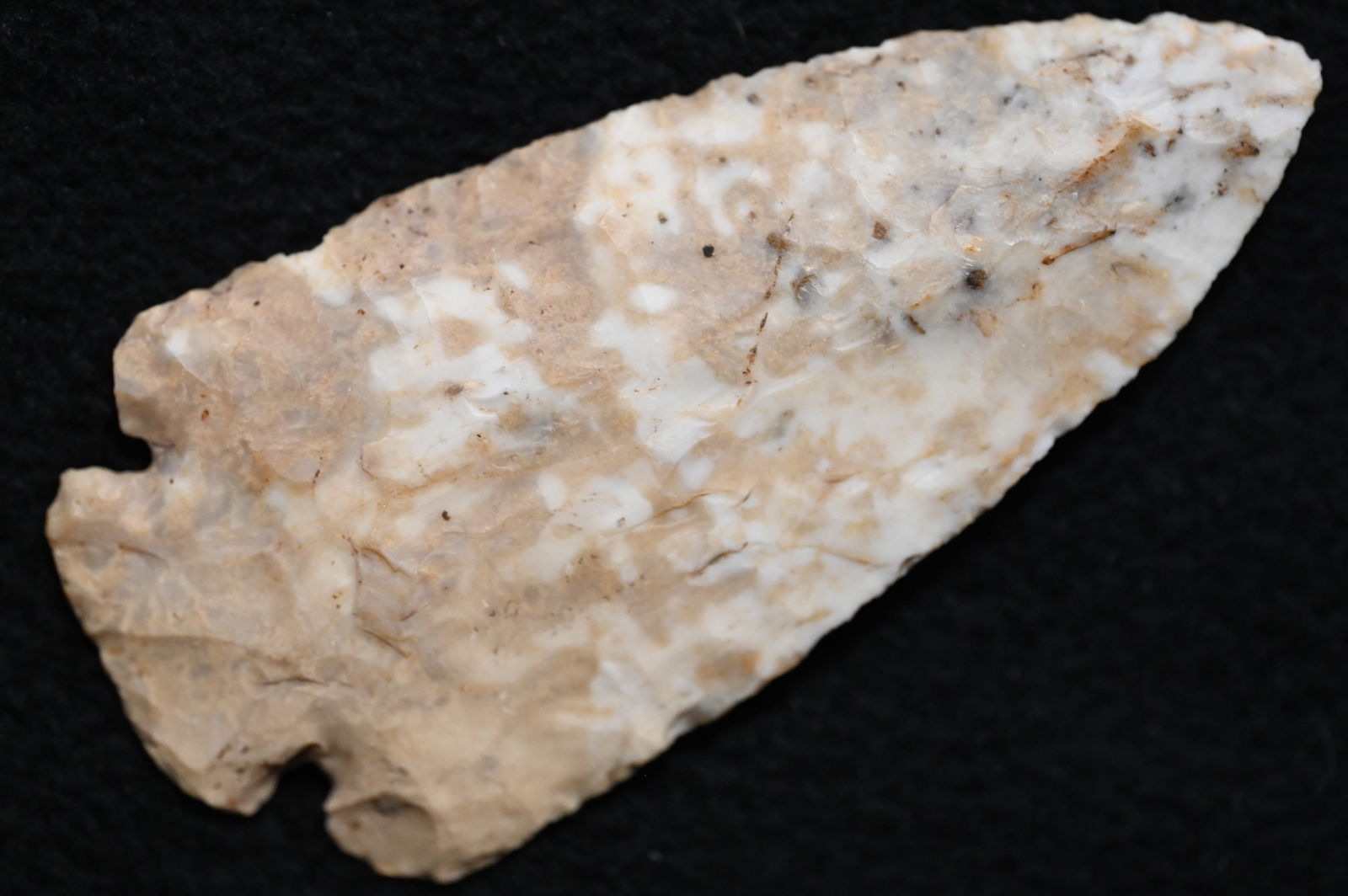 3 7/8" Ocalla Hardove Found in Boone Co. Missouri. Ryan Keele COA. (1 of 6)