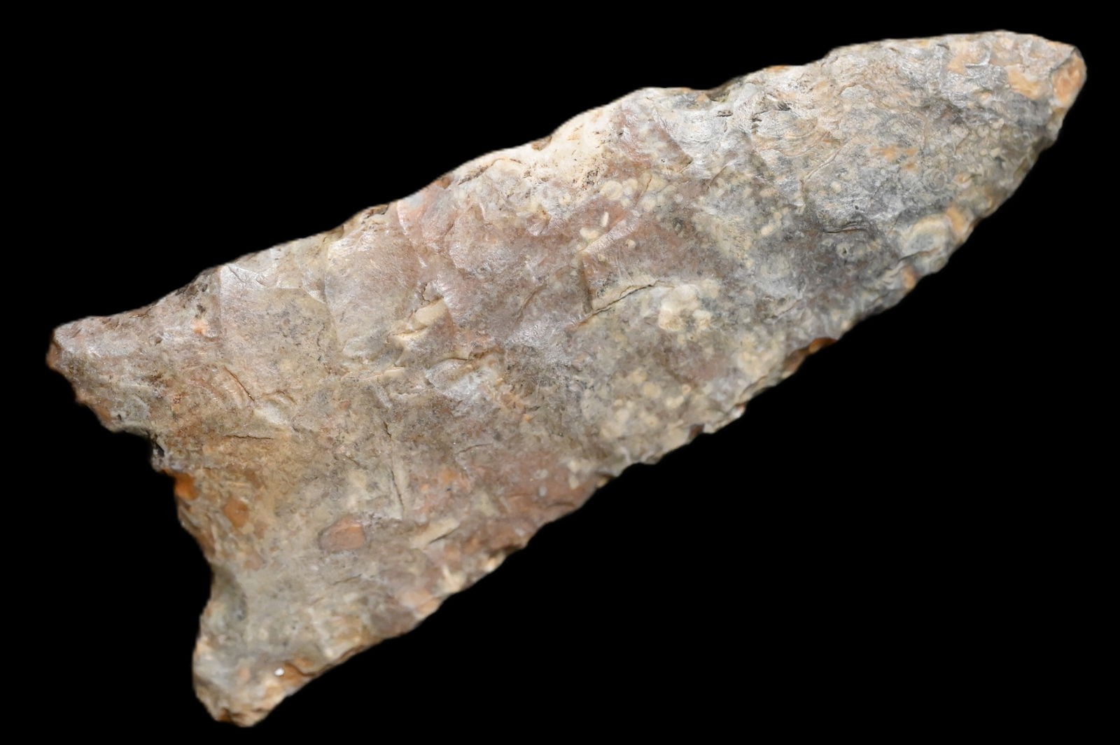 2 15/16" Creek Stained Dalton Found in Pike Co. Illinois. Ryan Keele COA Ex: Aaron Marath (1 of 6)