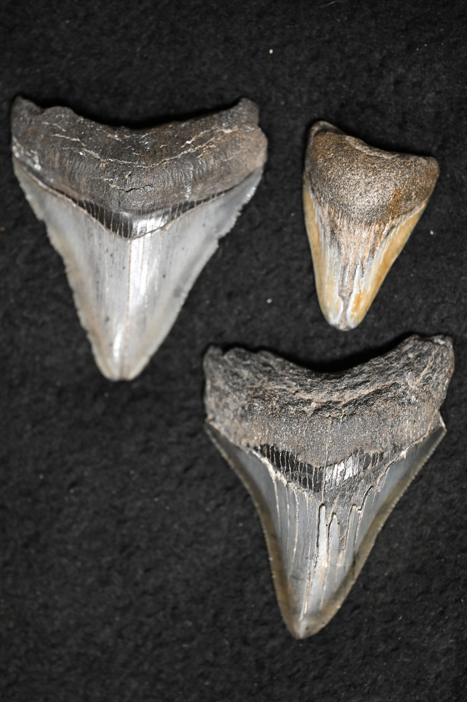 3 Megalodon Shark Teeth 2 3/4" Longest. (1 of 6)