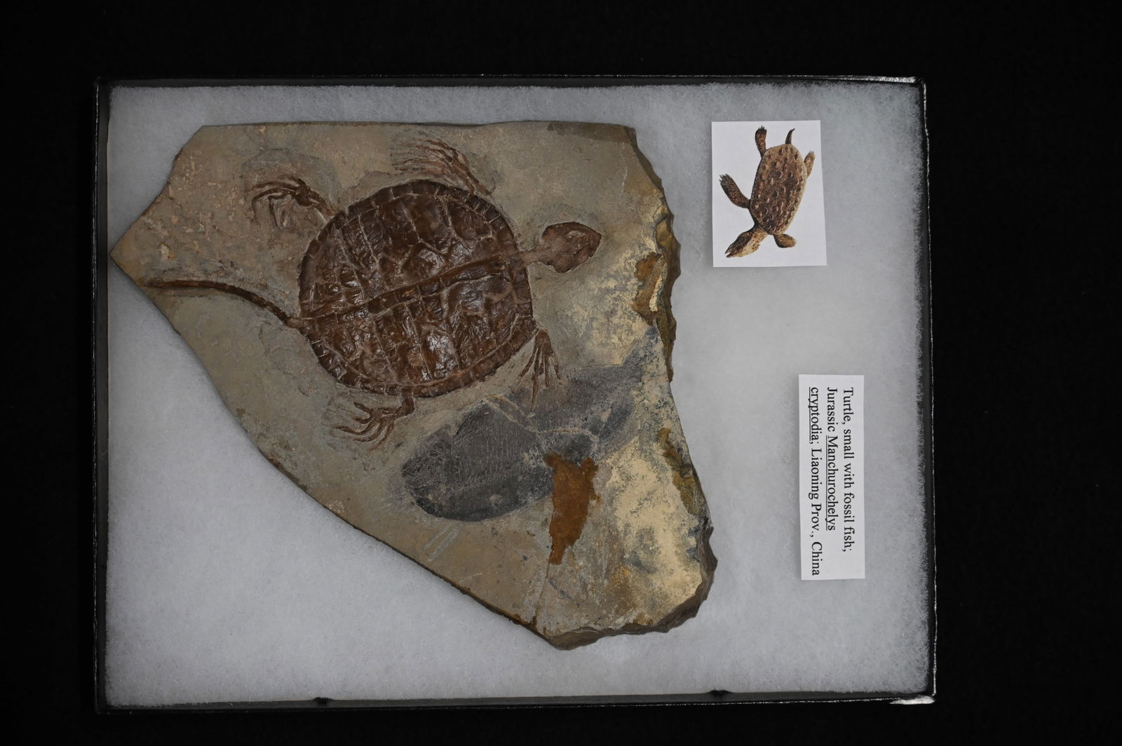 Turtle & Fish Fossil Jurassic Manchurochelys cryptodia Liaoning Province China in a 6" x 8" Display (1 of 7)