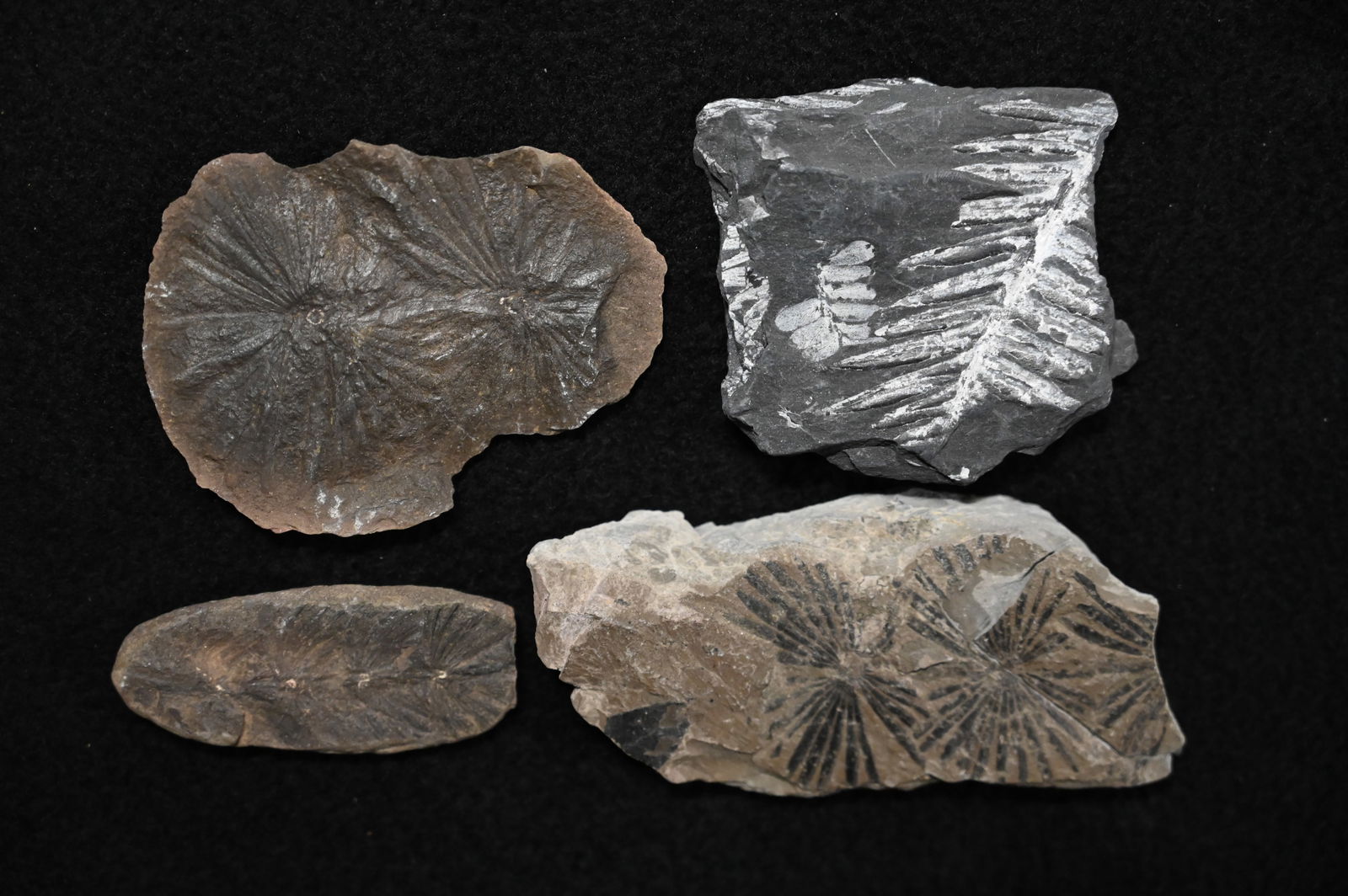 4 Mazon Creek Fossils 4 1/4" largest.: 4 Mazon Creek Fossils 4 1/4" largest.