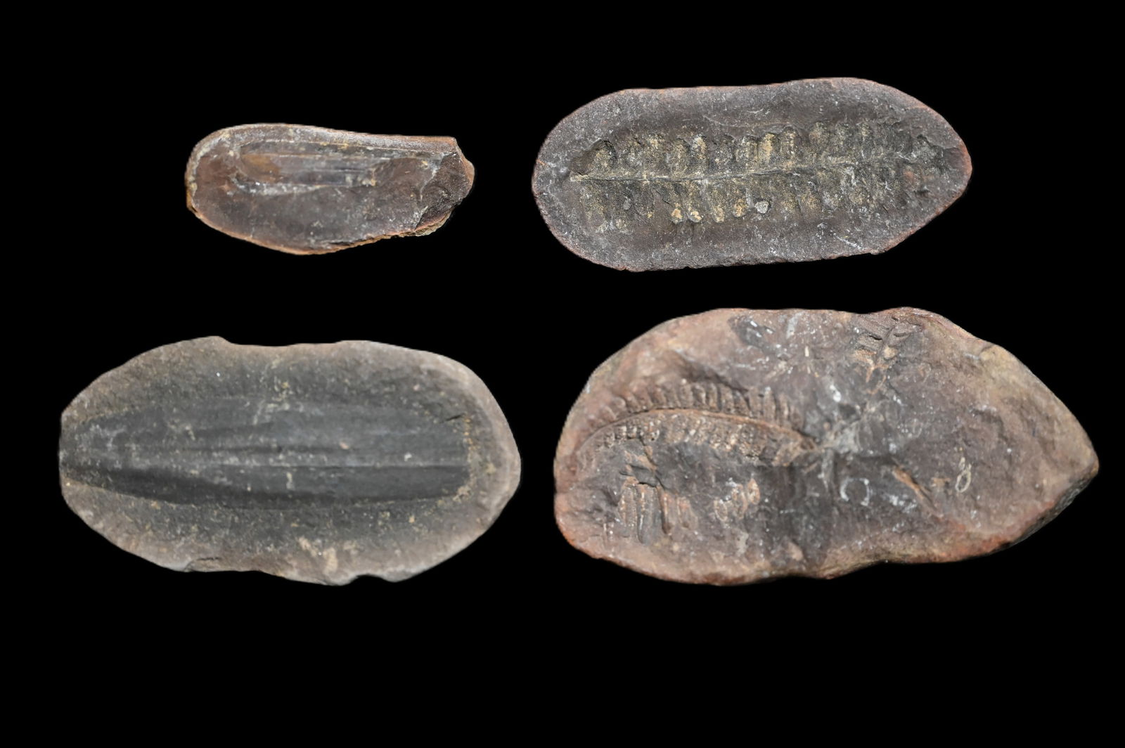 4 Mazon Creek Fossils 2 15/16" largest.: 4 Mazon Creek Fossils 2 15/16" largest.