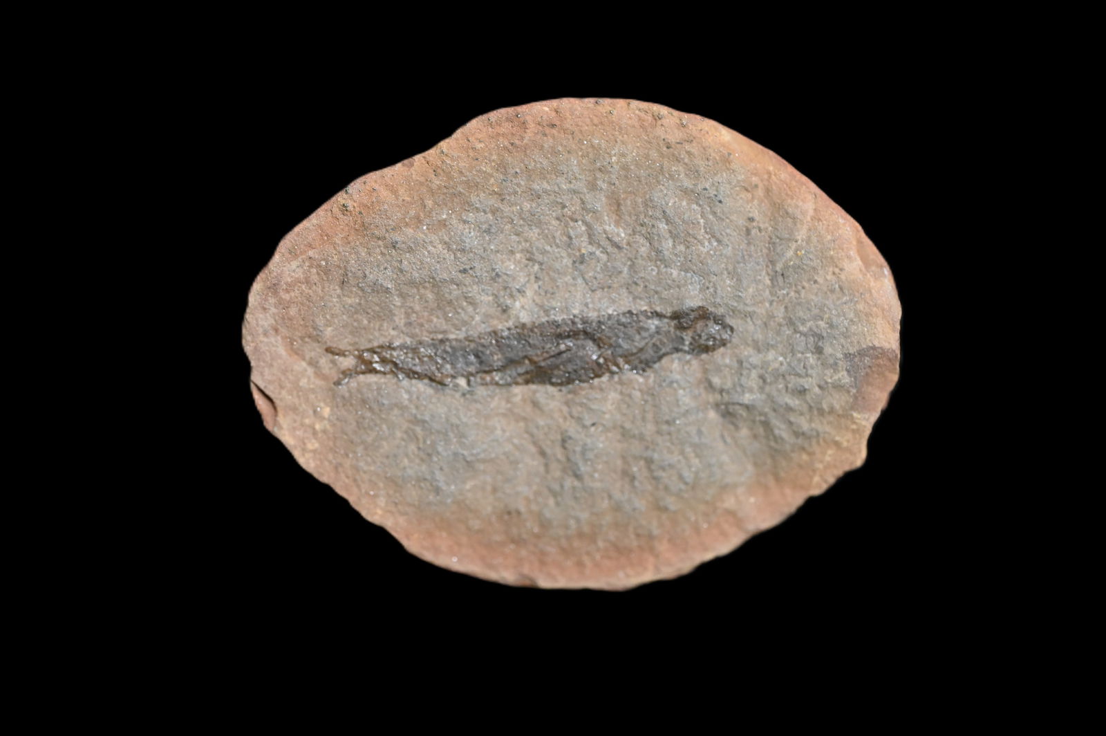 Mazon Creek Shrimp Fossil 2 1/16". (1 of 4)