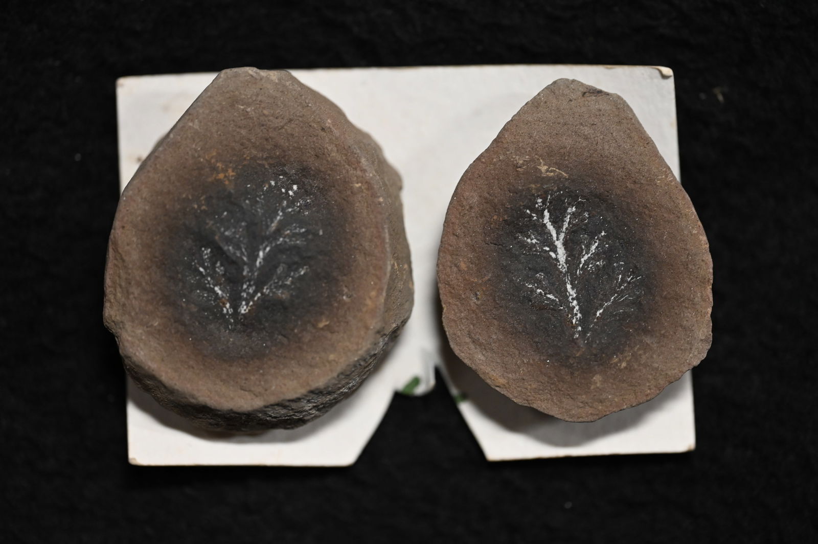 Pagiophyllum Mazon Creek 1 5/8" Fossils.: Pagiophyllum Mazon Creek 1 5/8" Fossils.