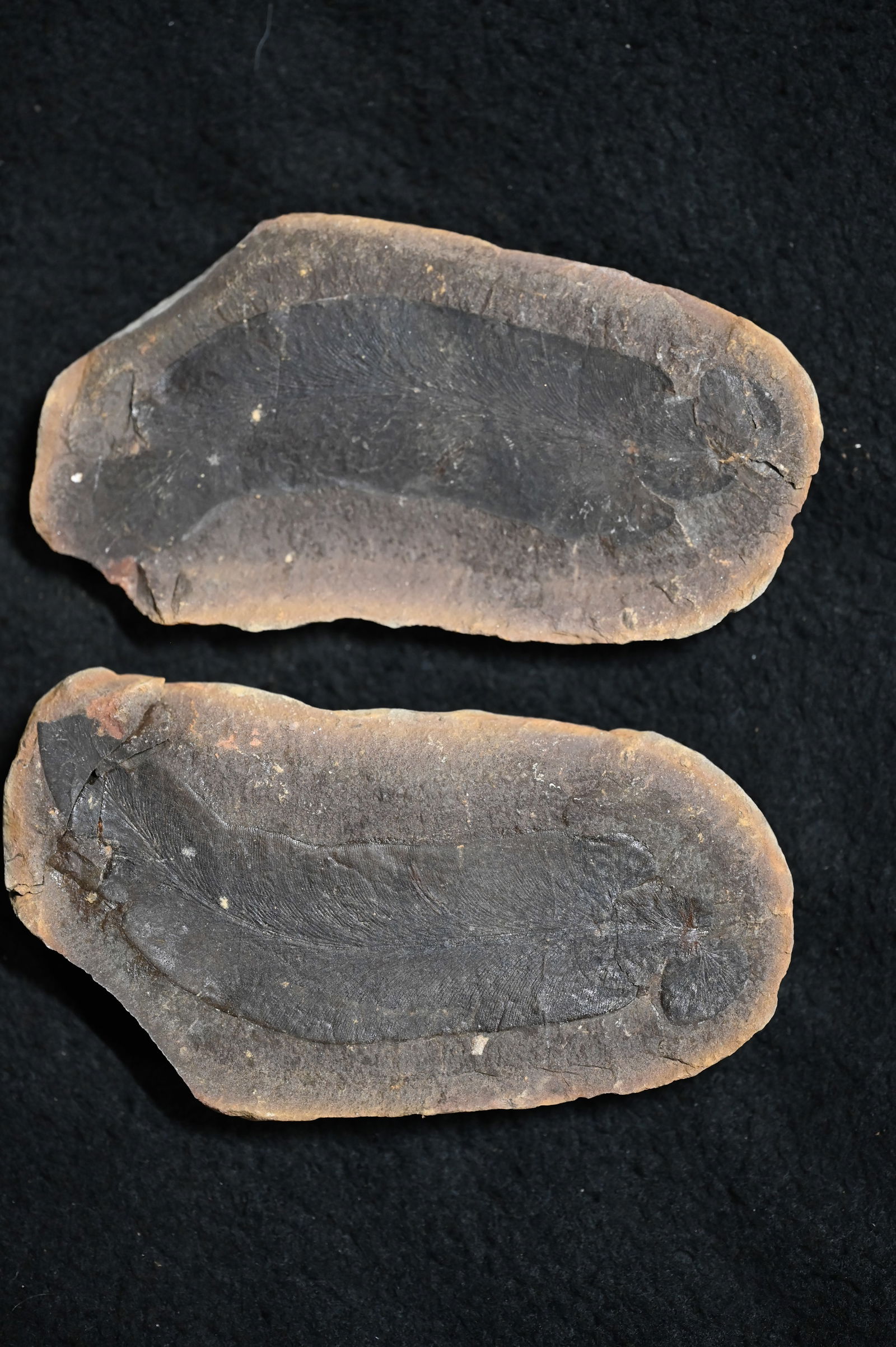 Macroneuropteris scheuchzeri Mazon Creek 4 15/16" Split Nodule Fossil Pair.: Macroneuropteris scheuchzeri Mazon Creek 4 15/16" Split Nodule Fossil Pair.