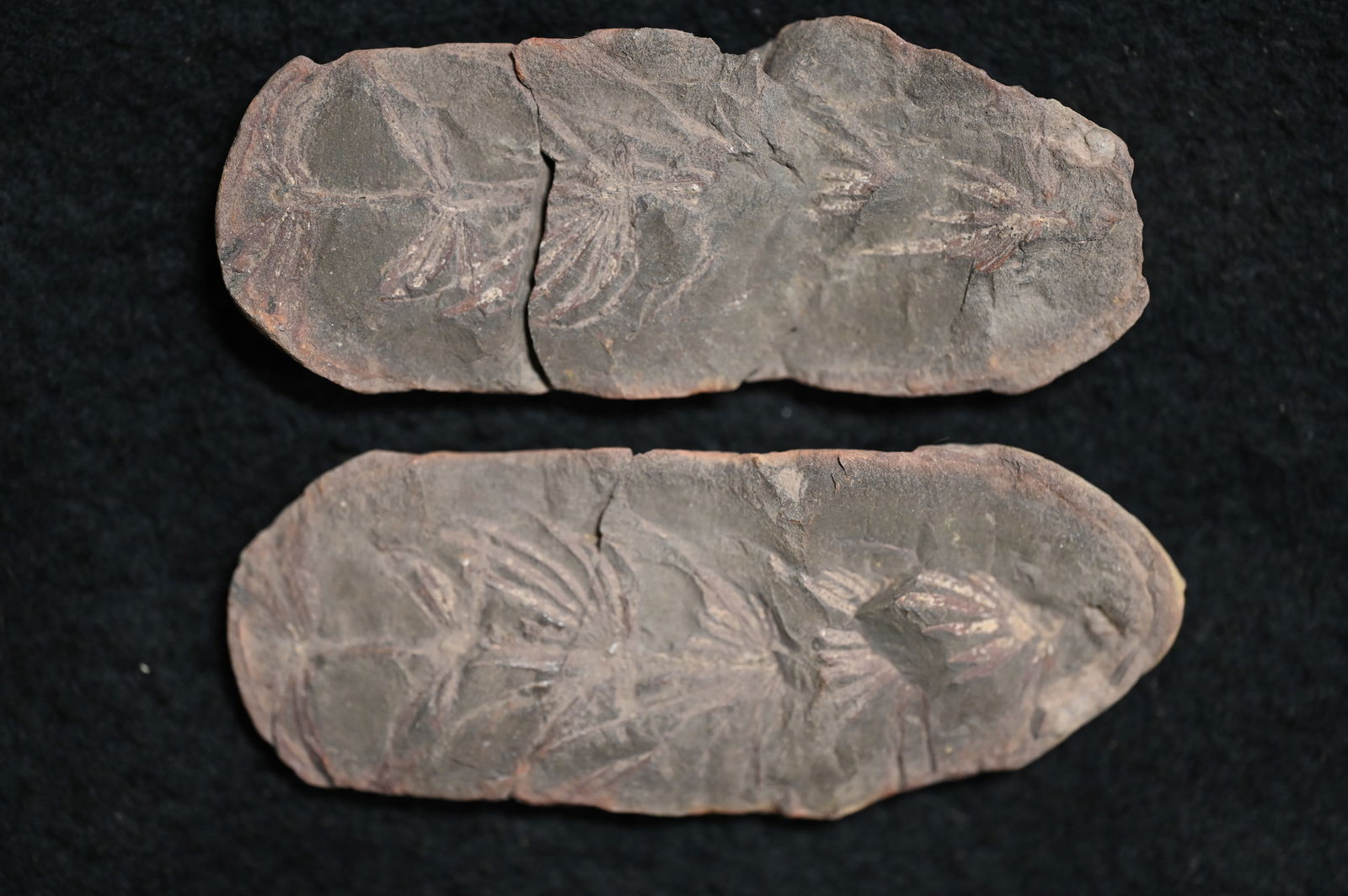 Annularia Stellata 3 3/4" Mazon Creek Split Fossil Nodule.: Annularia Stellata 3 3/4" Mazon Creek Split Fossil Nodule.