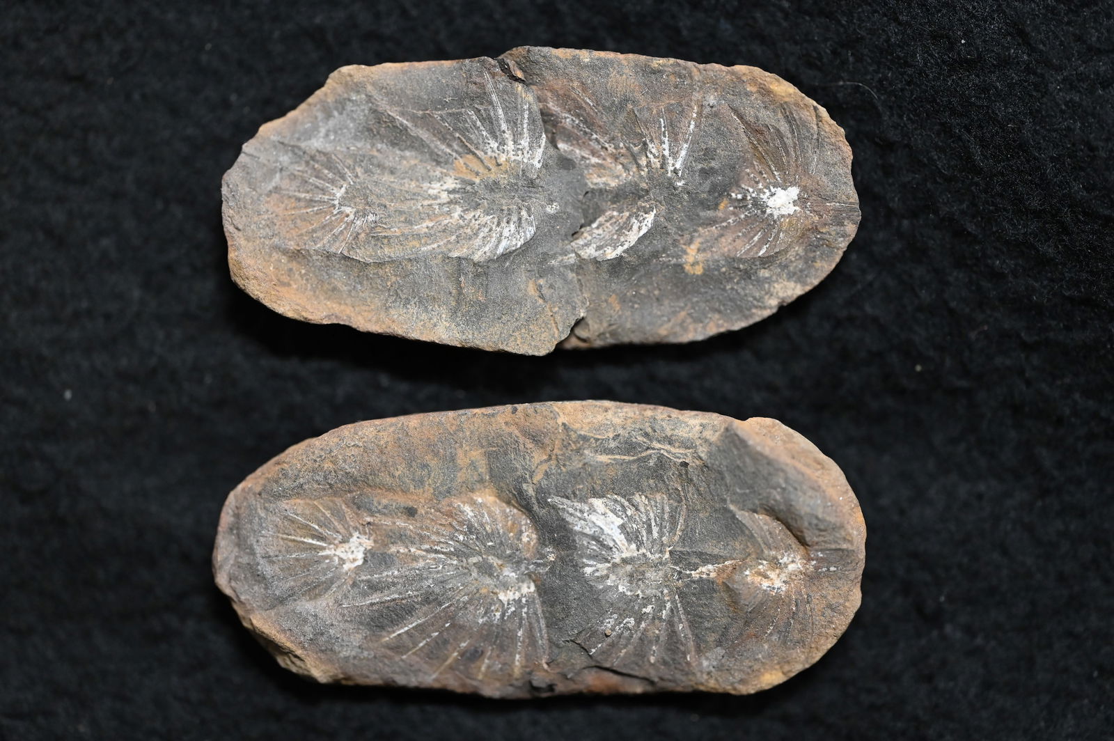Astrophyllites 2 5/16" Mazon Creek Split Fossil Nodule.: Astrophyllites 2 5/16" Mazon Creek Split Fossil Nodule.