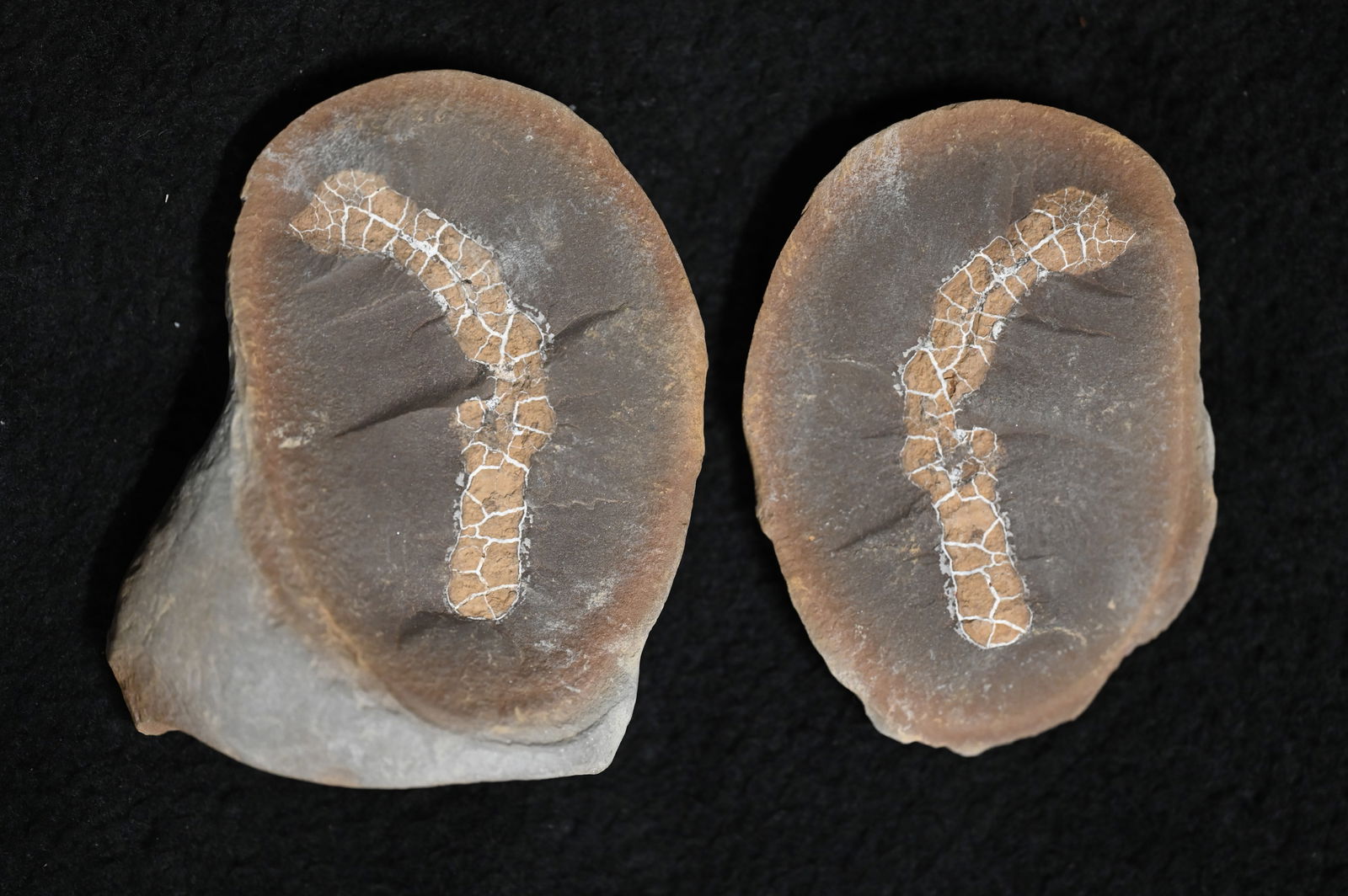 Ashistrum Sea Cucumber 3 5/16" Mazon Creek Split Fossil Nodule.: Ashistrum Sea Cucumber 3 5/16" Mazon Creek Split Fossil Nodule.