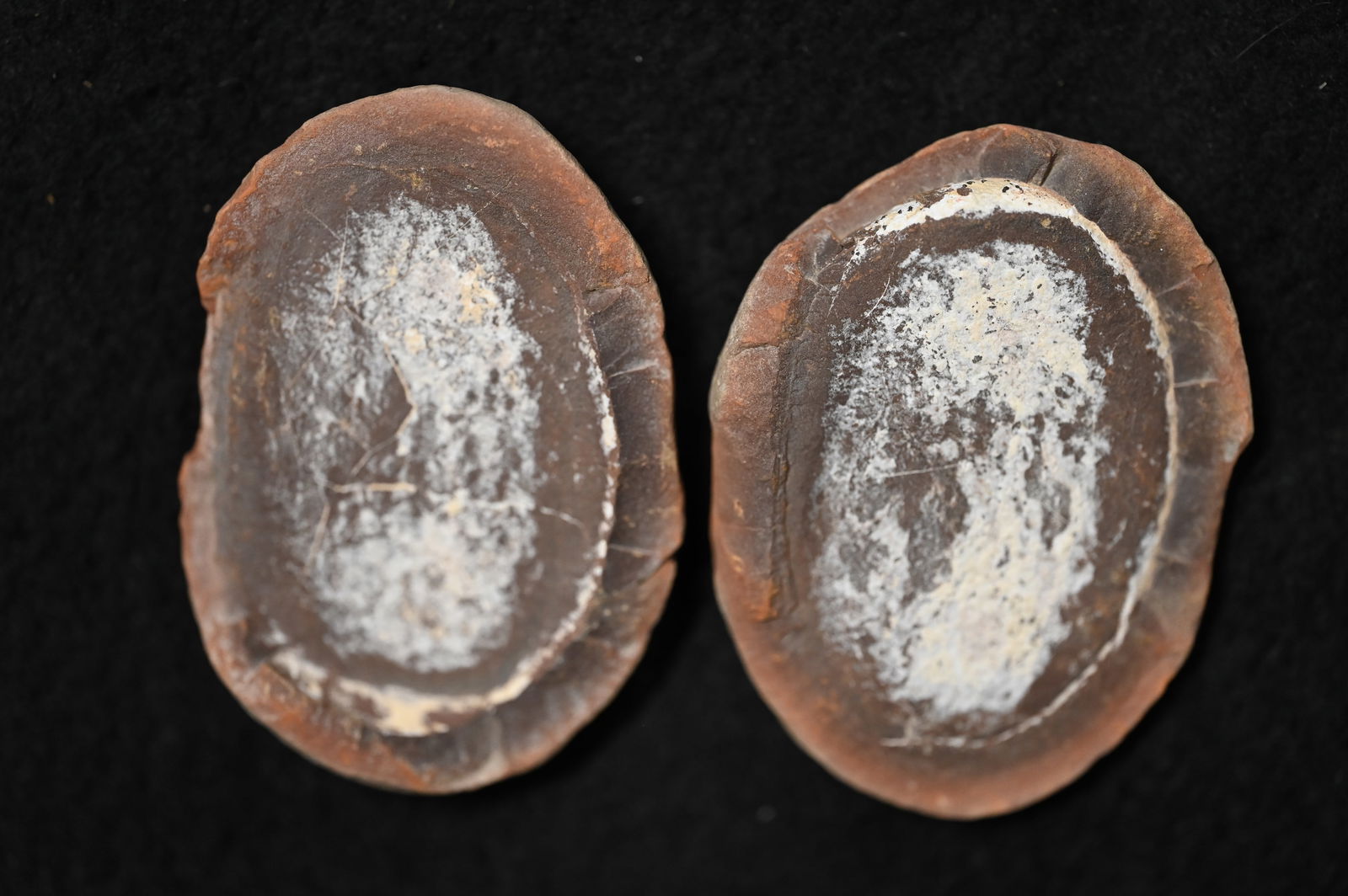 Essexella Asherae 2 3/4" Mazon Creek Split Fossil Nodule.: Essexella Asherae 2 3/4" Mazon Creek Split Fossil Nodule.