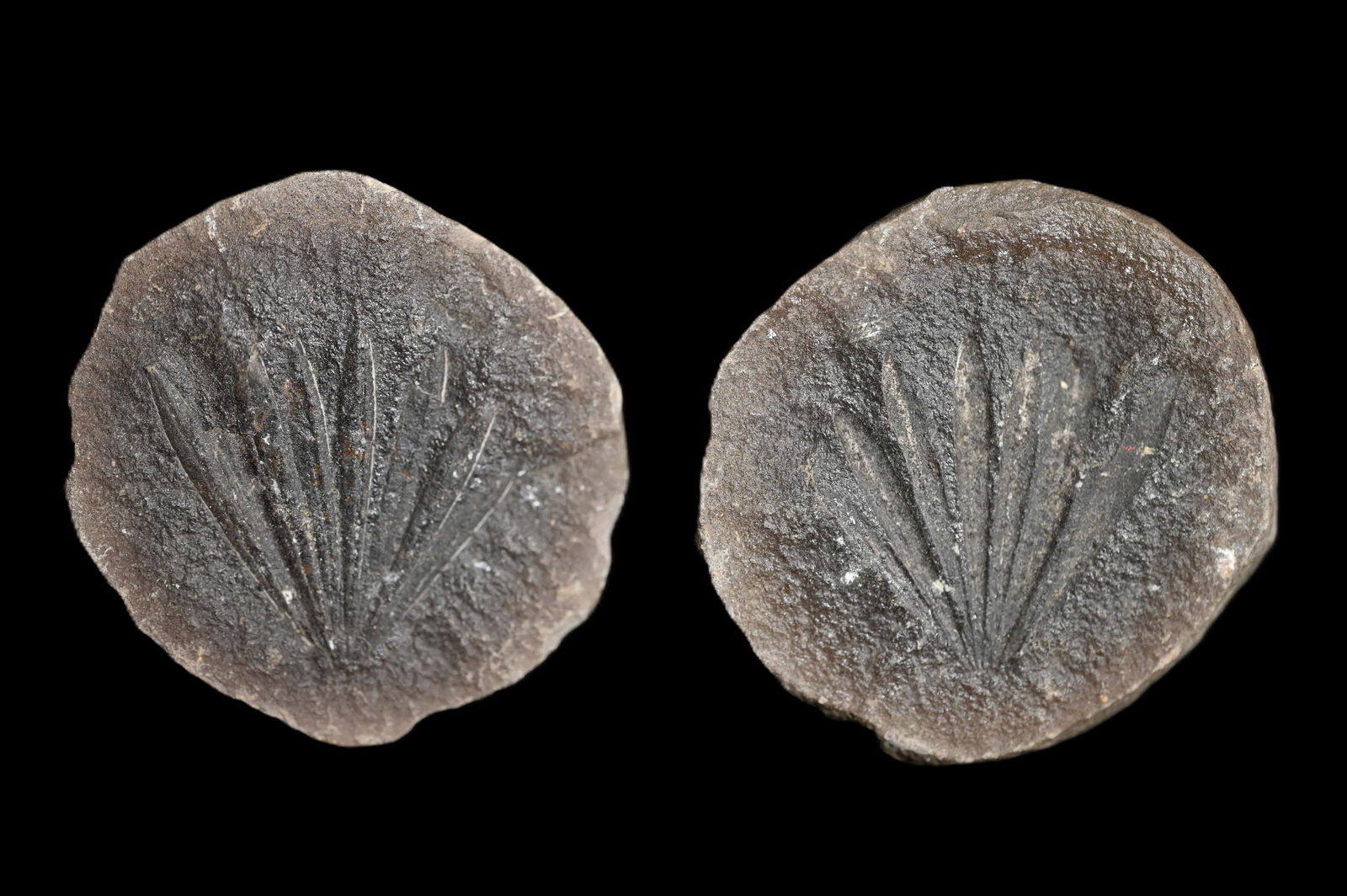 Anularia Mazon Creek 1 13/16" Split Nodule Fossil Pair.: Anularia Mazon Creek 1 13/16" Split Nodule Fossil Pair.