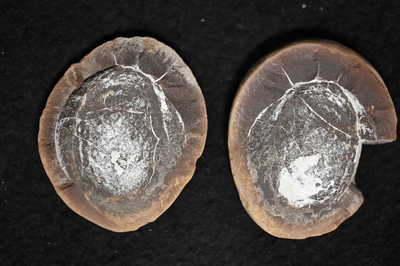 Mazon Creek Seed Fossil Concentration 2 5/16" Split Nodule Pair. (1 of 5)