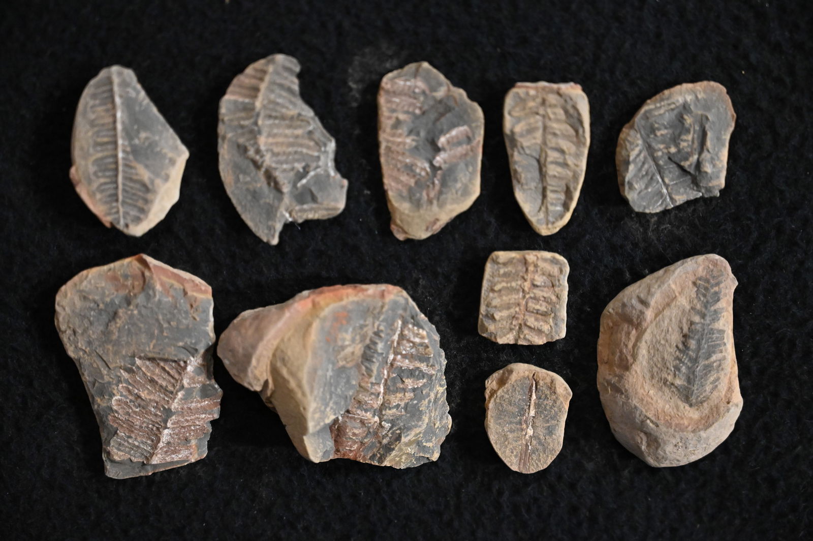 10 Mazon Creek Fossils 300 Million Years Old. (1 of 7)