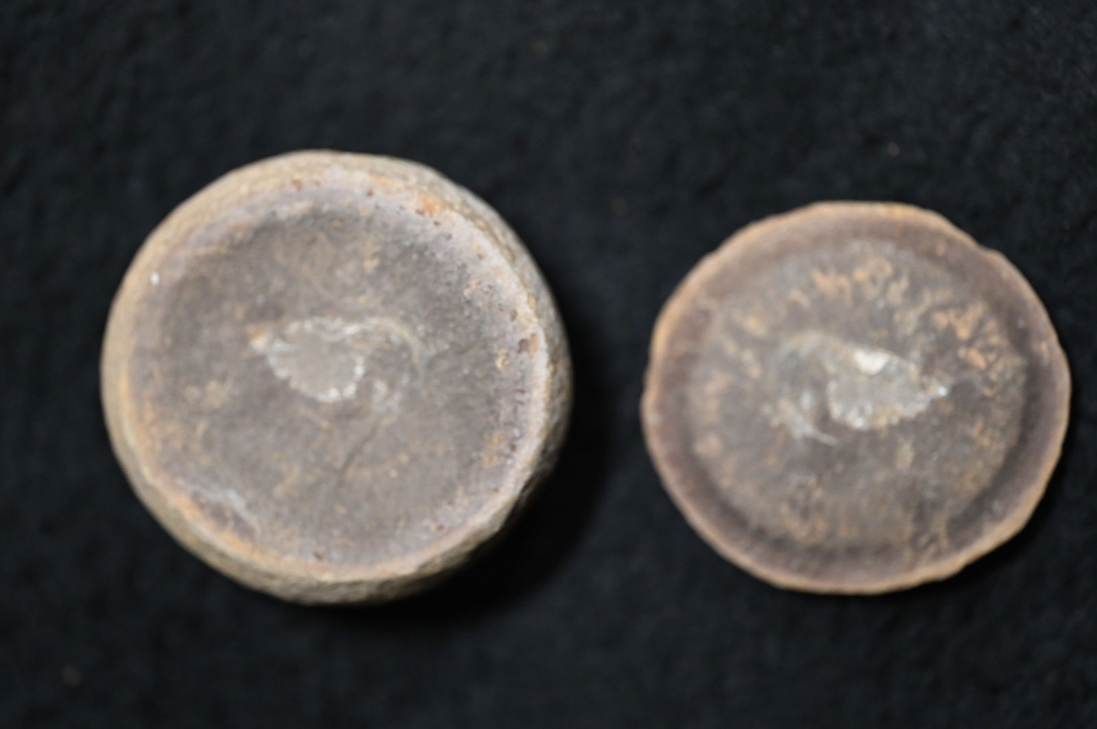 1 13/16" Mazon Creek Split Nodule Fossil. (1 of 6)