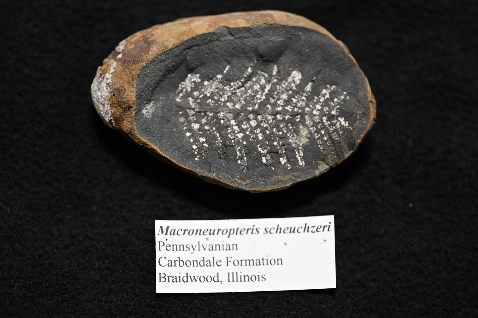 Macroneuropteris Scheuchzeri Pennsylvanian Carbondale Formation Braidwood Illinois.: Macroneuropteris Scheuchzeri Pennsylvanian Carbondale Formation Braidwood Illinois.