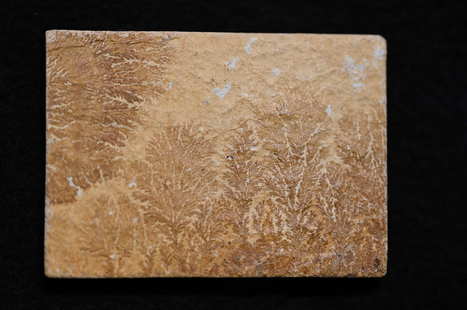 Manganese Dendrites Jurassic Solnhofen Germany. (1 of 4)