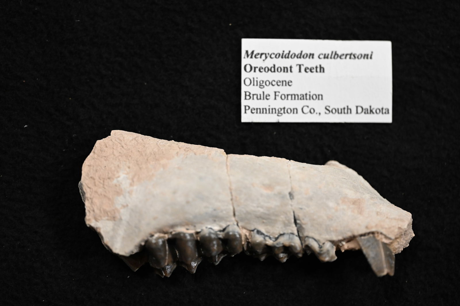 Oreodont Teeth Merycoidodon culbertsoni Oligocene Bruce Formation Pennington Co. South Dakota. (1 of 7)