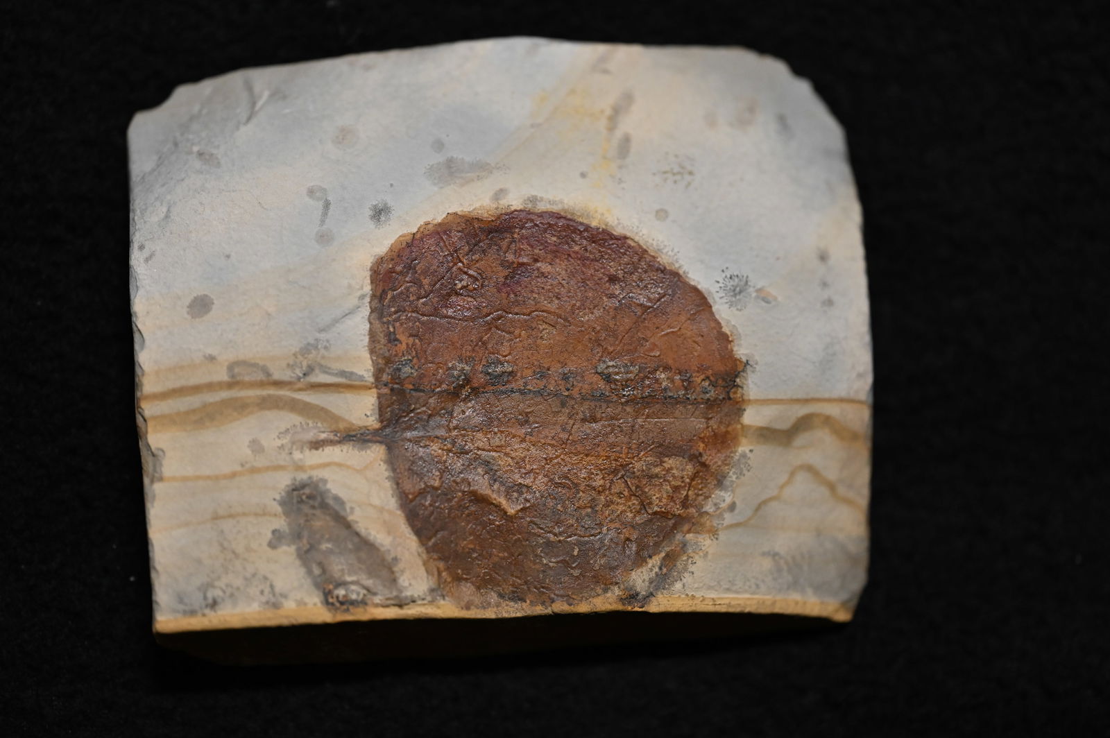 Zizyphoides Leaf Fossil from the Paleocene epoch of Glendive Montana. (1 of 5)