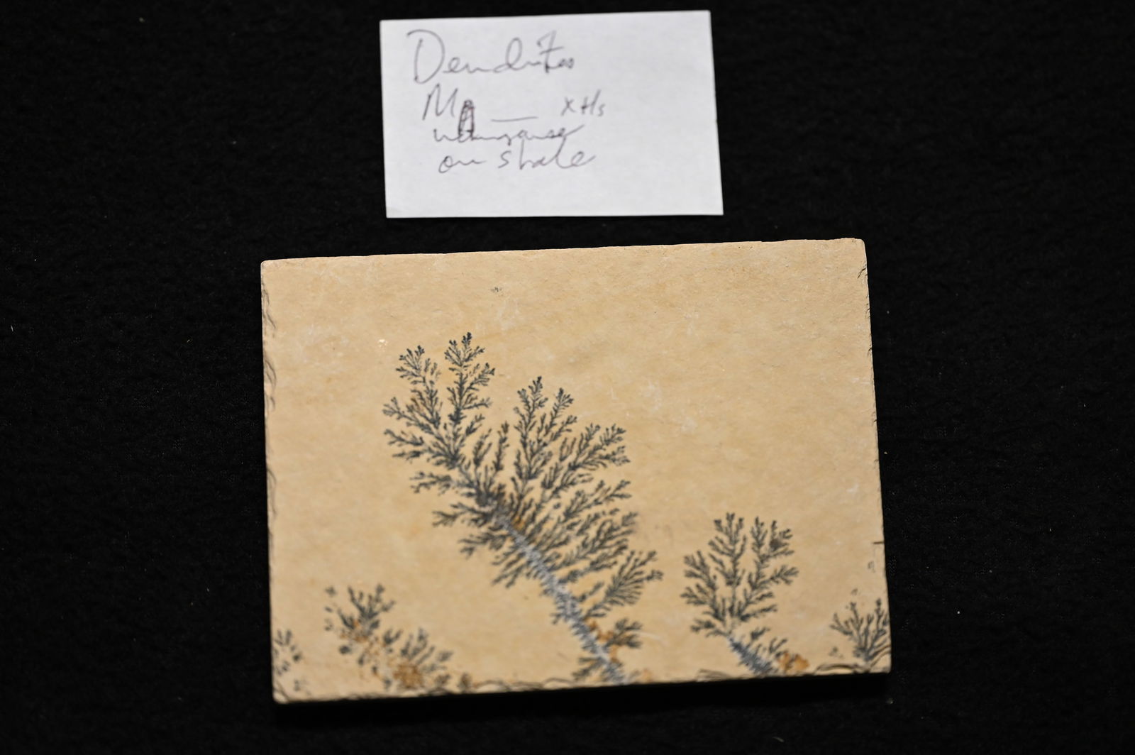 Manganese Dendrites Jurassic Solnhofen Germany. (1 of 7)