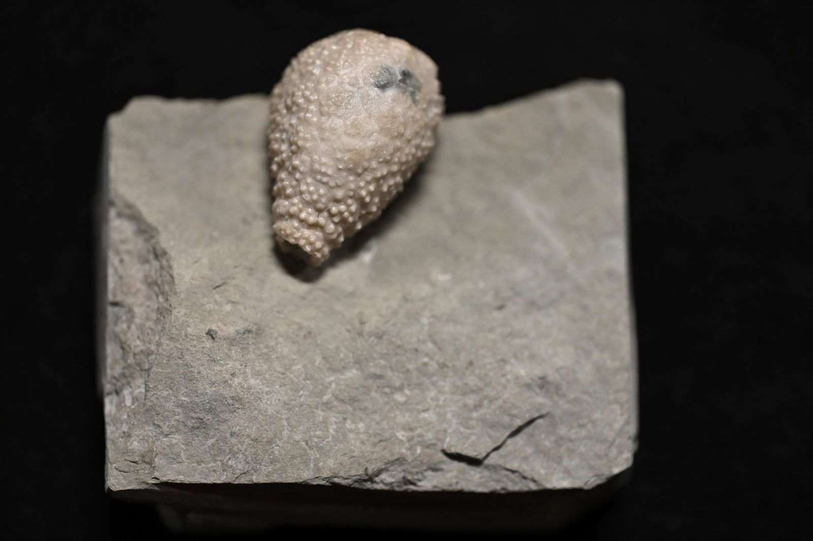 Holocystites scutellatus Silurian Osgood Shale Napoleon Indiana. (1 of 6)