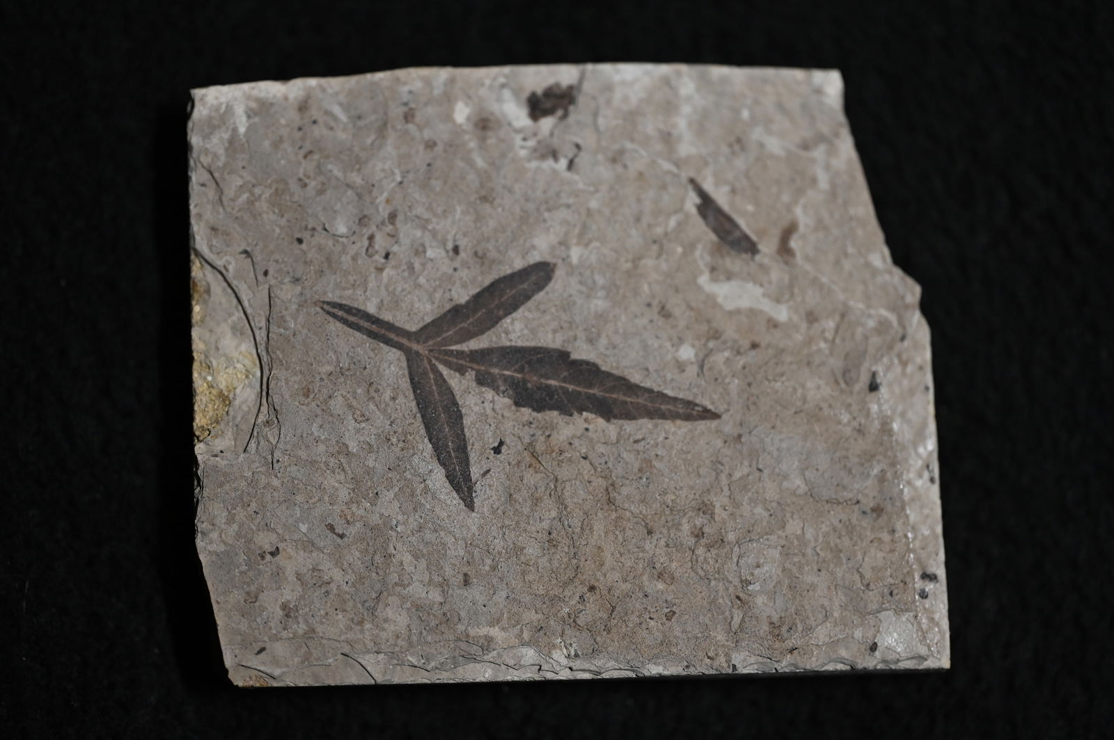 Athyana Hayden II Upper Eocene Florissant Beds Florissant Colorado.: Athyana Hayden II Upper Eocene Florissant Beds Florissant Colorado.