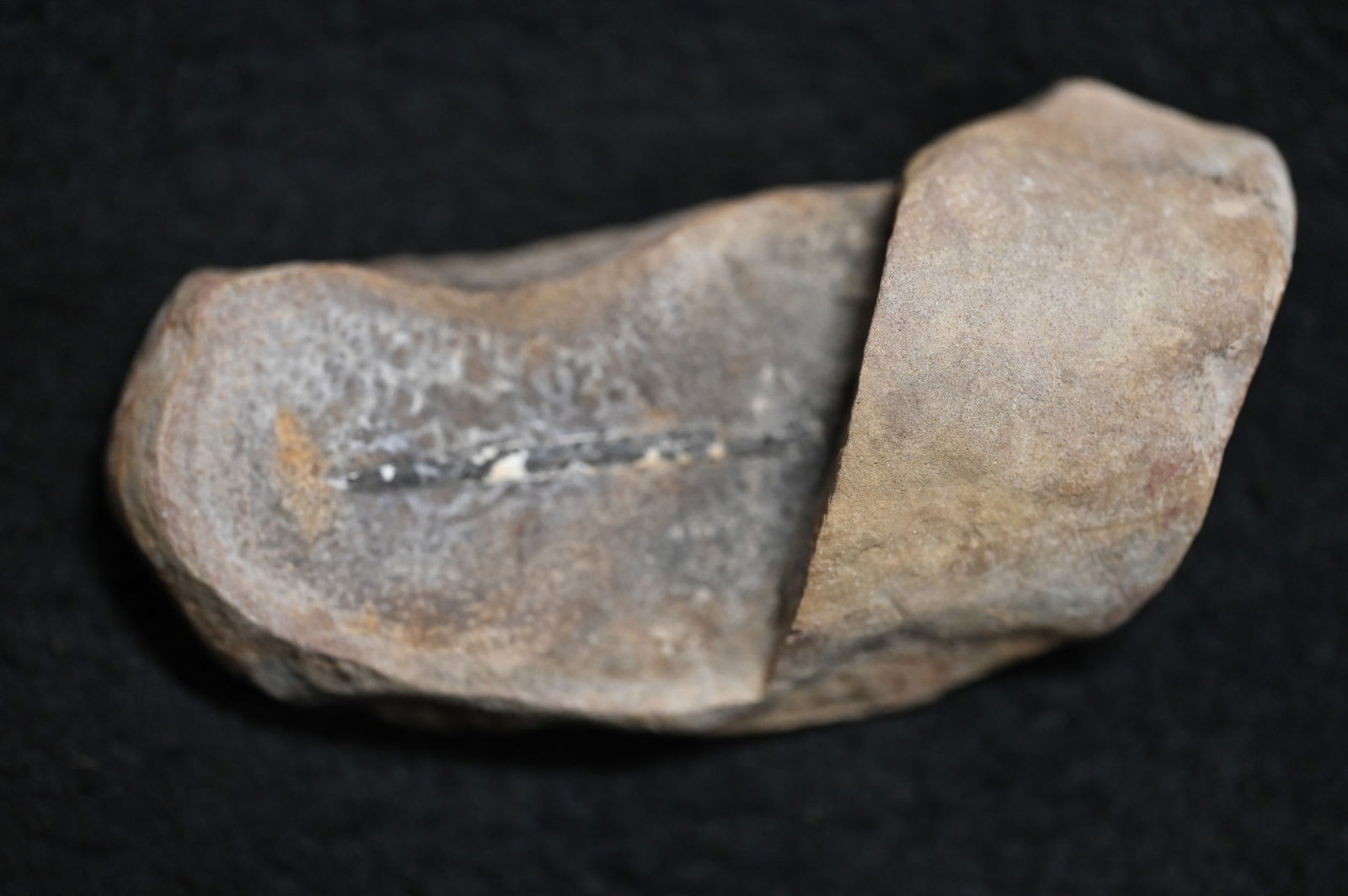 Annularia Stellata Leaf Fossil Carbondale Formation Braidwood Illinois.: Annularia Stellata Leaf Fossil Carbondale Formation Braidwood Illinois.