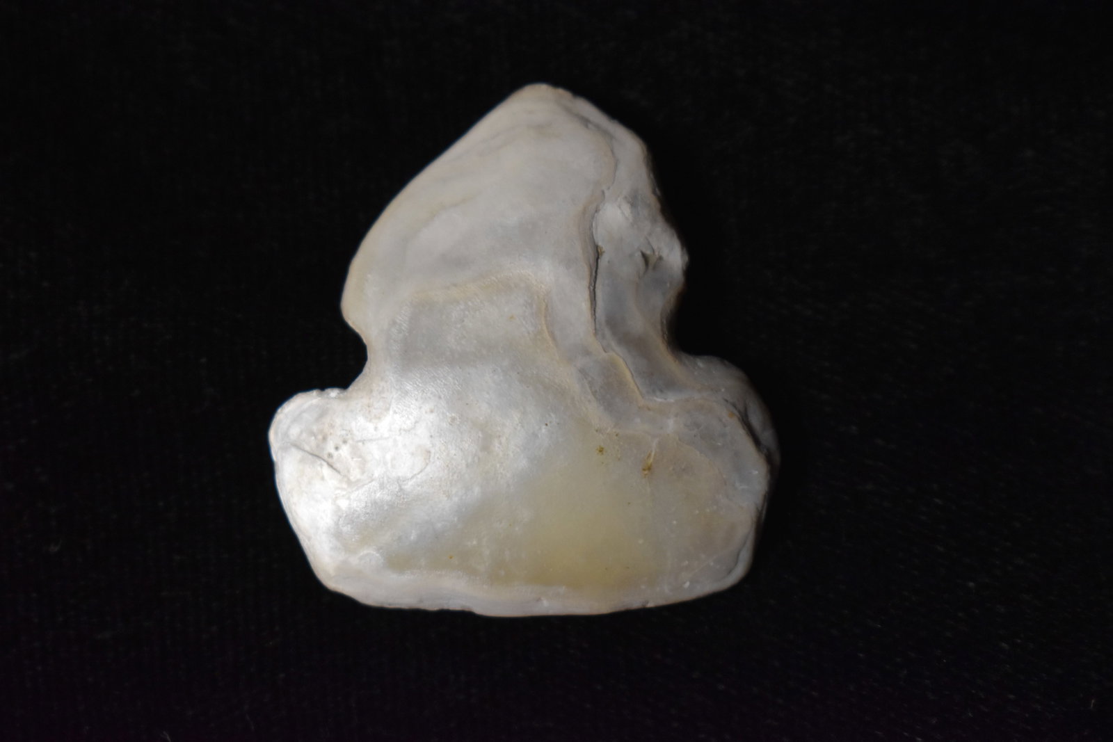 Hopewell Notched Shell Pendant / Charm, Fulton Co. IL (Asher Estate) (1 of 7)