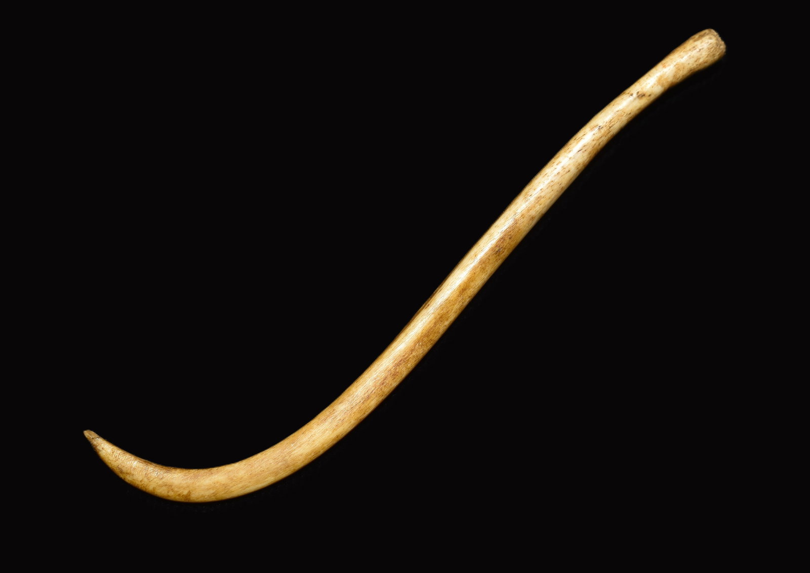 Prehistoric Bone Toothpick Made from a Raccoon Baculum: This prehistoric bone toothpick is fashioned from a naturally curved raccoon baculum and measures approximately 2 inches. The piece shows clear evidence of intentional shaping, including a finely