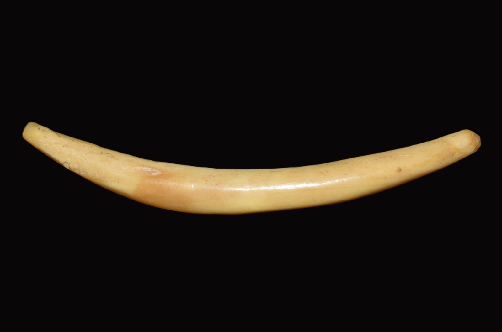 Worked Canid Canine Amulet, Native American: A culturally modified canid canine tooth measuring 3 1/16 inches in its present form, showing clear evidence of Native American workmanship. Both ends of the tooth have been intentionally ground using