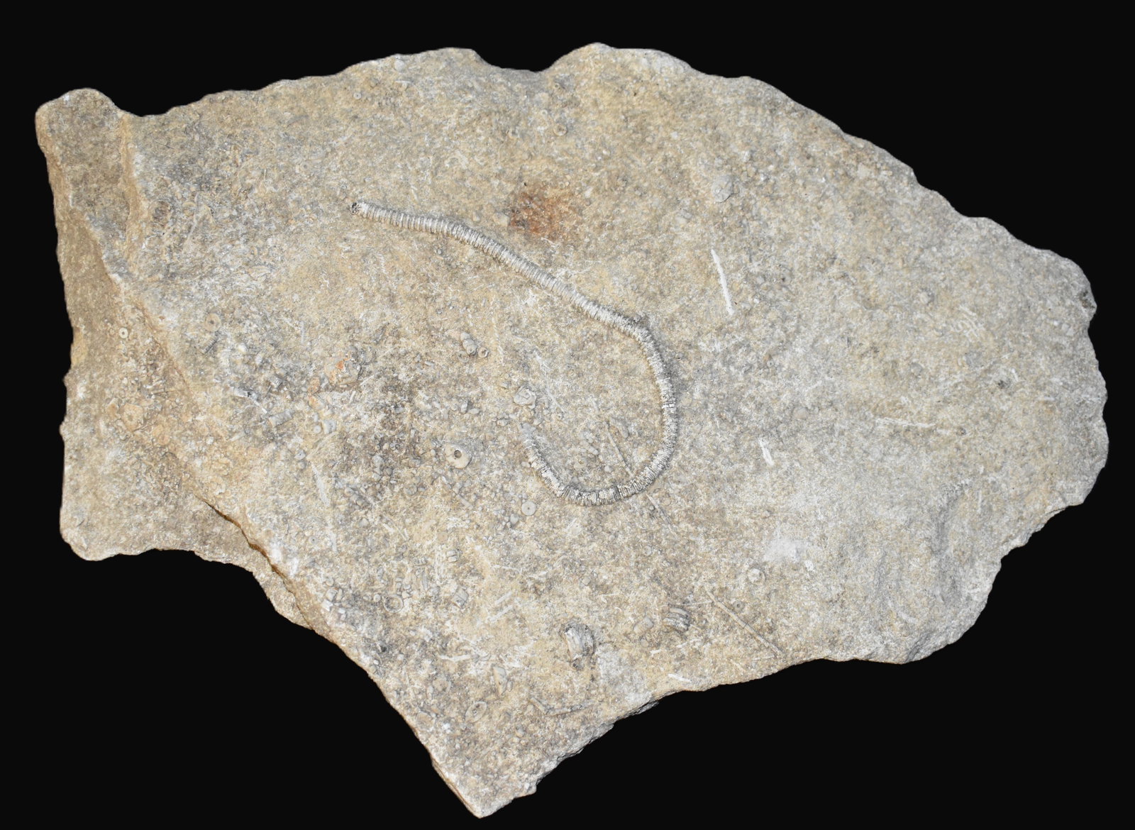Large Crinoid Fossil Slab, Mississippian Limestone, Missouri Origin 12" Stone Plate: A large and well preserved crinoid fossil slab collected in Missouri, featuring a prominent crinoid stem impression surrounded by numerous smaller fossil fragments embedded throughout the matrix. The