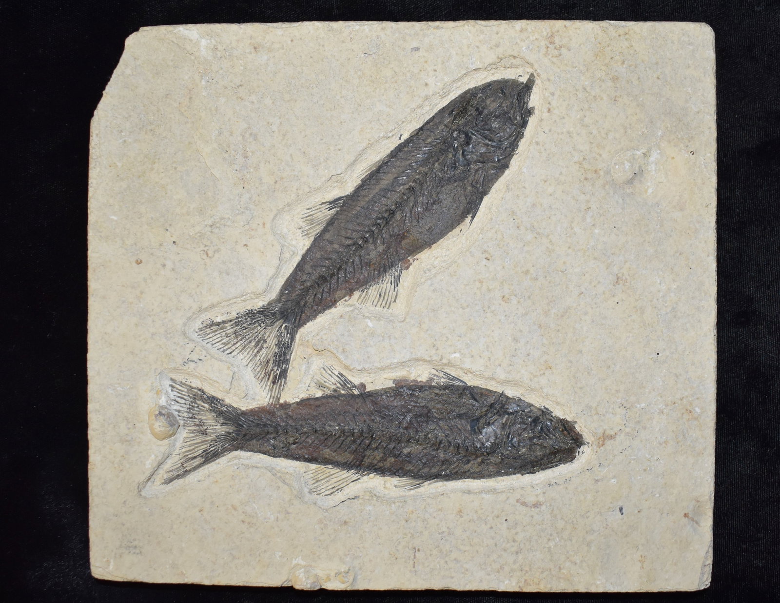 Green River Formation Fossil Fish Plate – Two Knightia + Back Fossil – Wyoming (1 of 7)