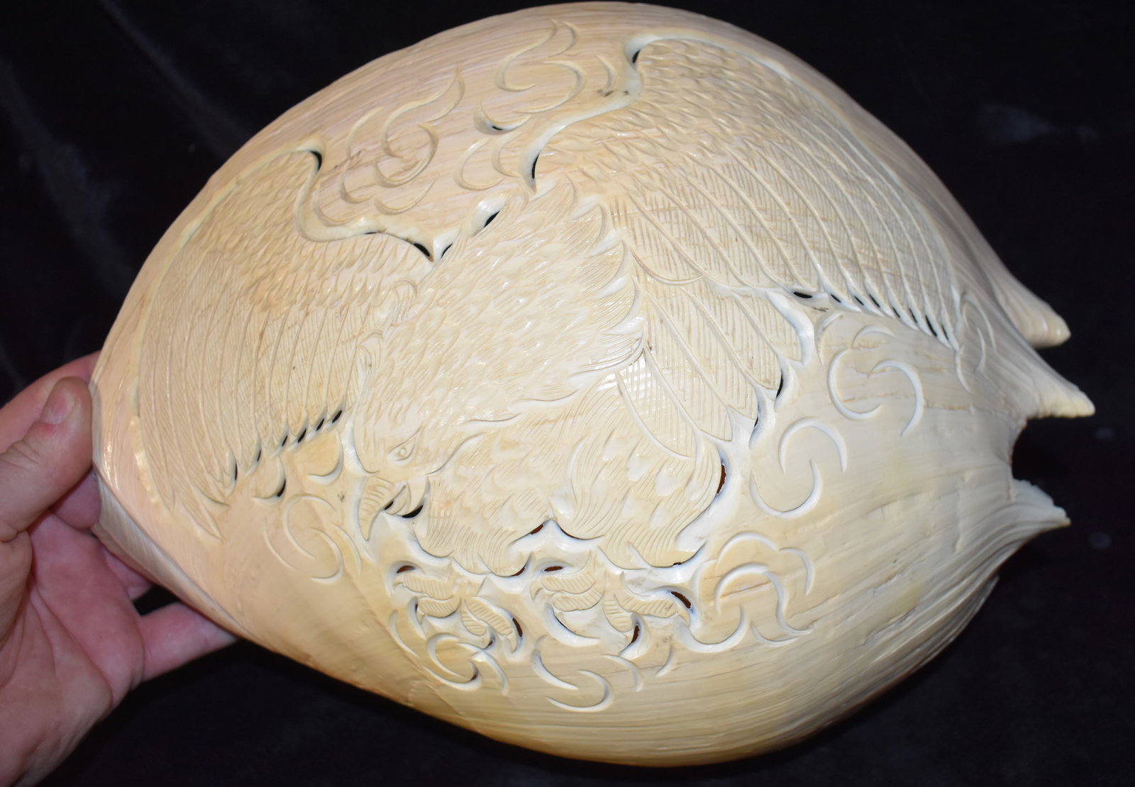 Southern Folk Art Carved Melo (Bailer) Shell with American Eagle, c.1880–1910: Large antique Melo bailer shell hand carved with an Americaneagle. Found in Georgia and likely made as Southern folk artcirca 1880 to 1910. The shell measures about 14 x 9 1 2 x 5 in and shows the cla