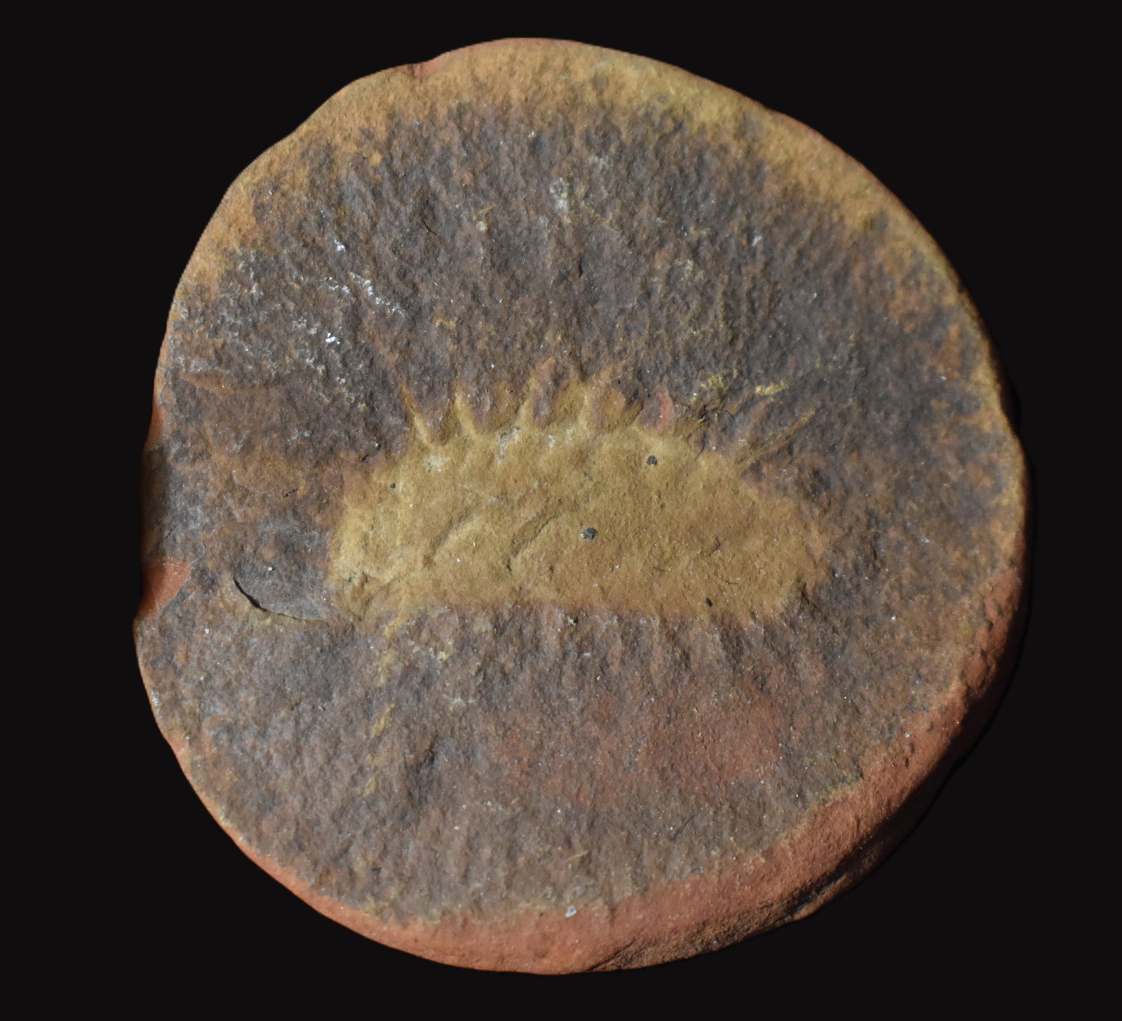 3/4" Rhaphidiophorus Hystrix Fossil from the Mazon Creek Site in Illinois: The Rhaphidiophorus hystrix fossil is a rare polychaete wormfrom the Mazon Creek fossil beds near Essex Illinois. Thesefossils date to the Middle Pennsylvanian Period about300 million years ago. The f