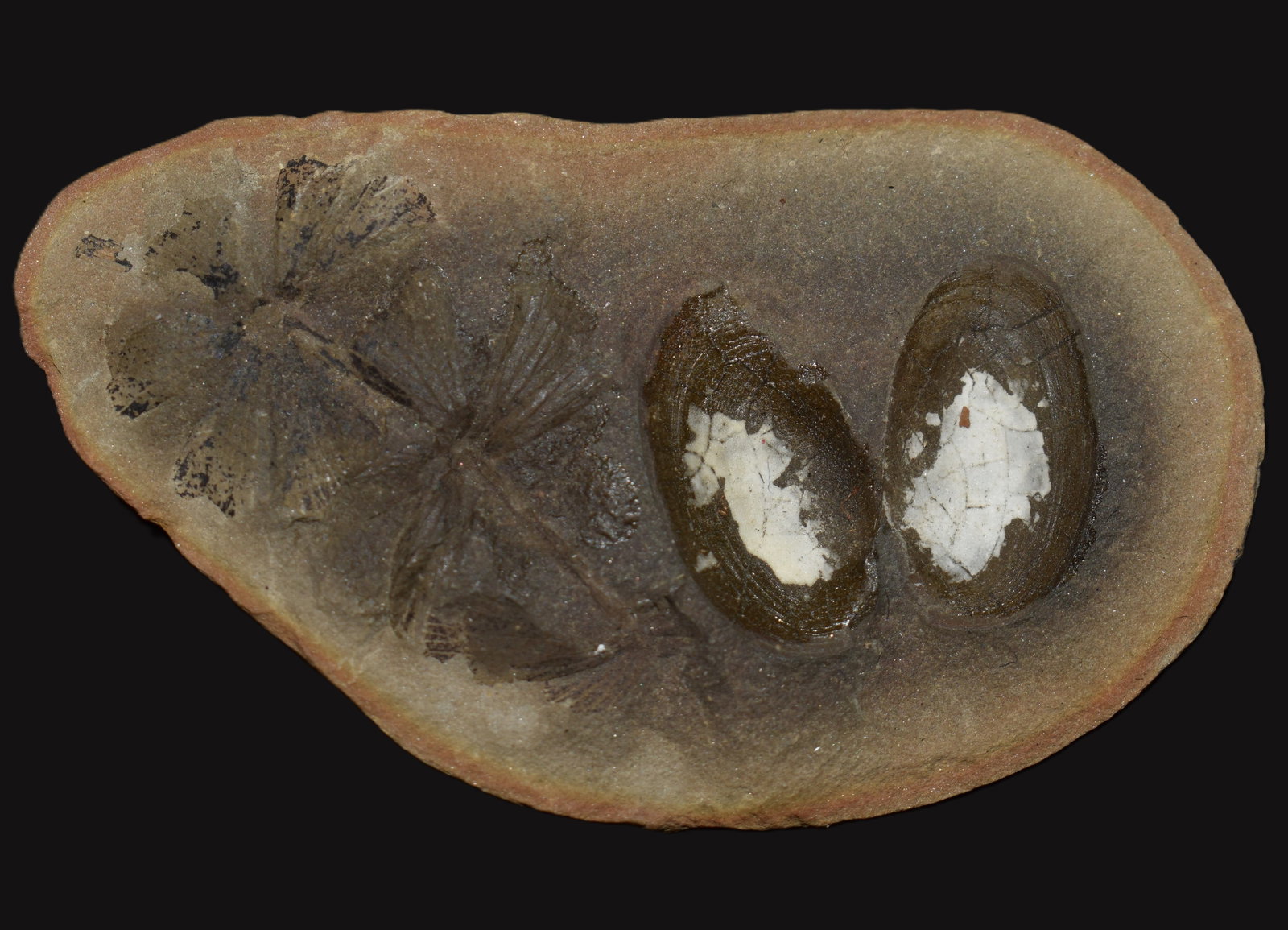 2 1/8" Mazon Creek Rare Fossil Cluster - Naiadites Bivalve & Two Annularia Whorls (Both Halves): 2 1/8 in Mazon Creek fossil cluster containing a Naiaditesbivalve and two Annularia whorls. Pennsylvanian Period about307 million years old. This specimen has three distinct fossils preserved together