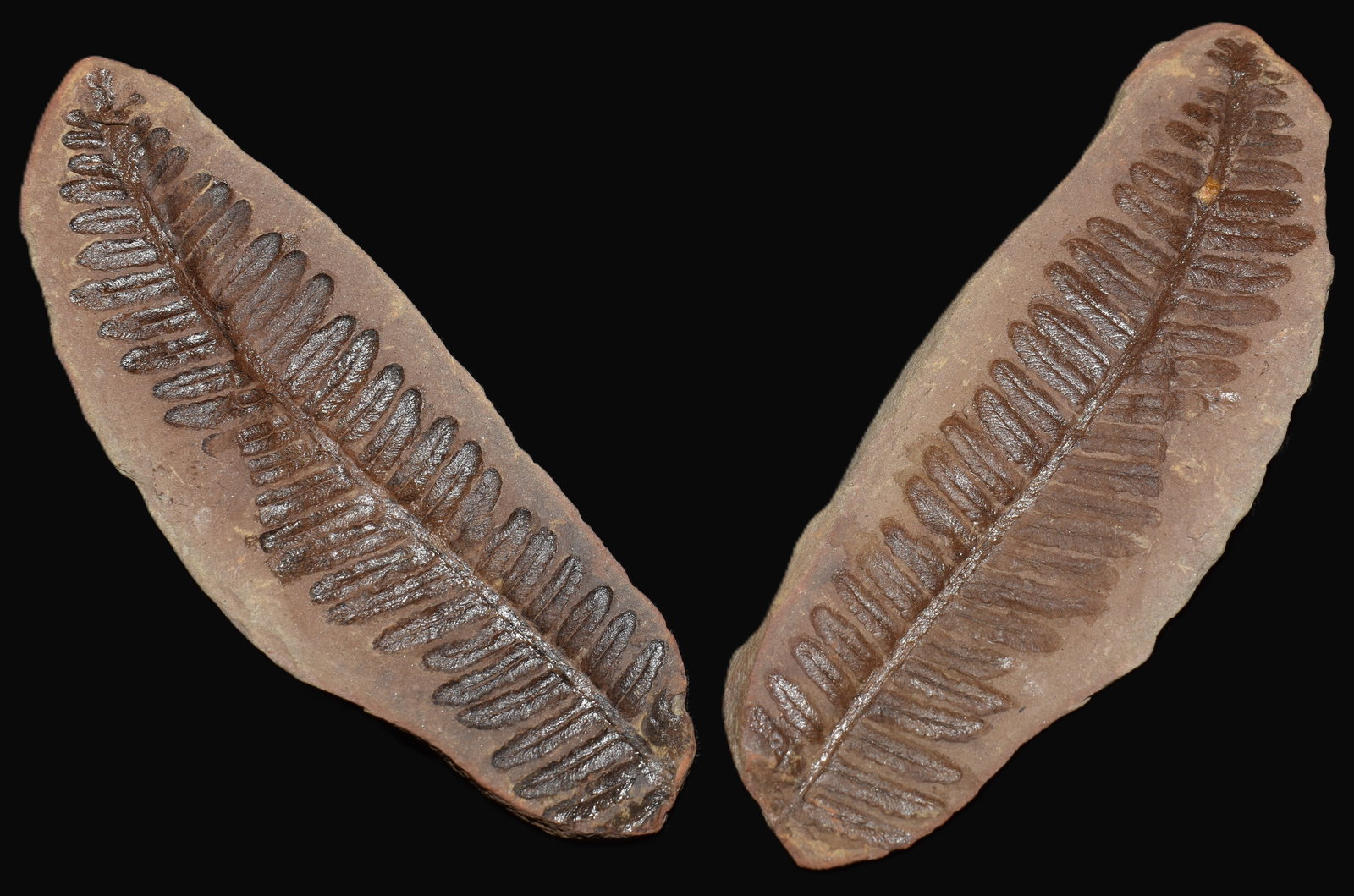 4 3/8" Mazon Creek Pecopteris Fern Fossil (both sides) Ex Field Museum of Natural History (1 of 5)