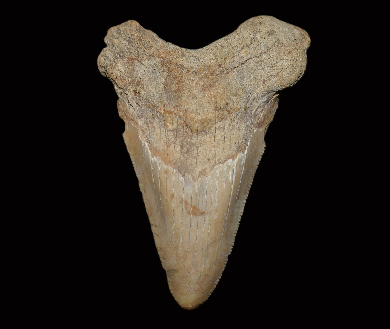 3 1/8" Otodus Auriculatus Tooth - Early Megatooth Shark Fossil Eocene 40-50 Million Yrs Old (1 of 7)