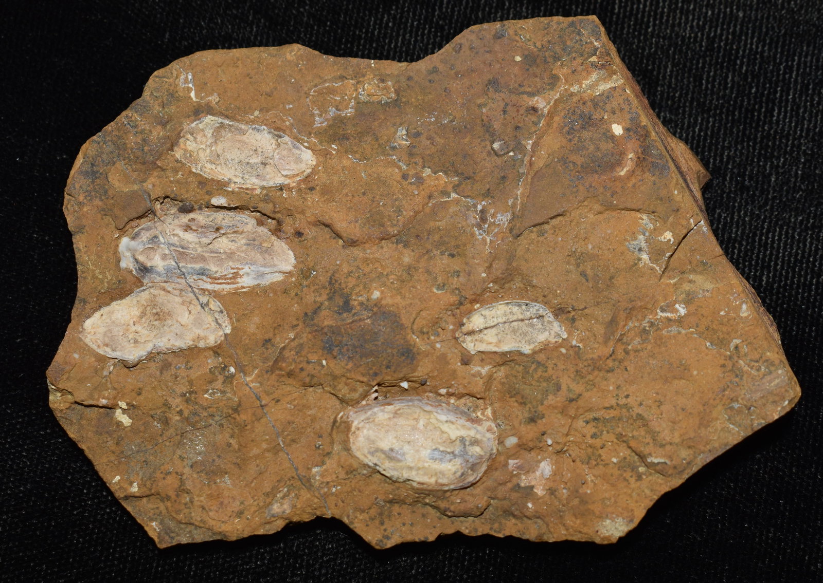 Paleocene Fossilized Seads on Stone found in Morton County, ND (1 of 5)