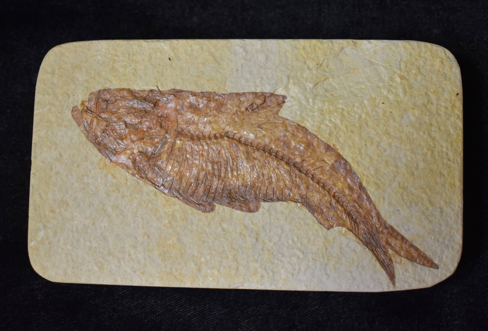 Knightia (Herring) Eocene Fossilized Fish found in the Green River Formation, Wyoming (1 of 5)