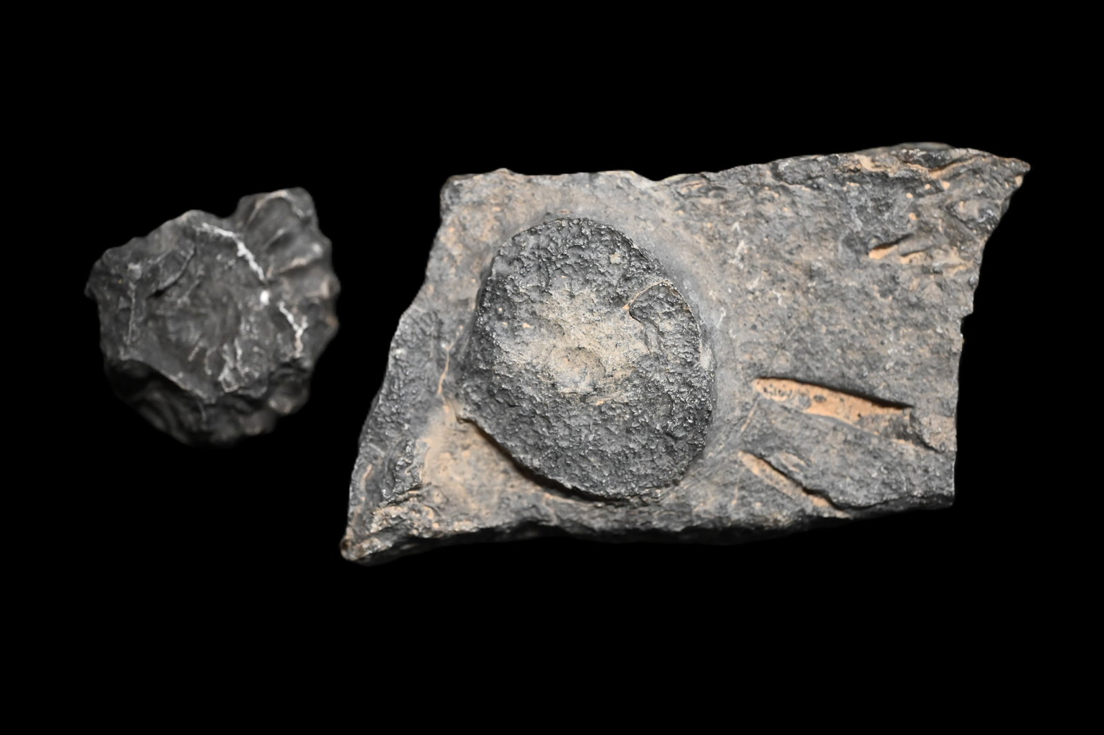 2 Mazon Creek Fossils 4" Largest. (1 of 5)