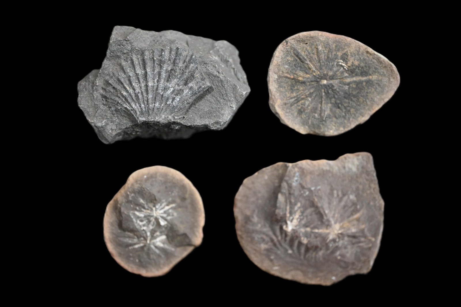4 Mazon Creek Fossils 2 5/16" largest. (1 of 5)