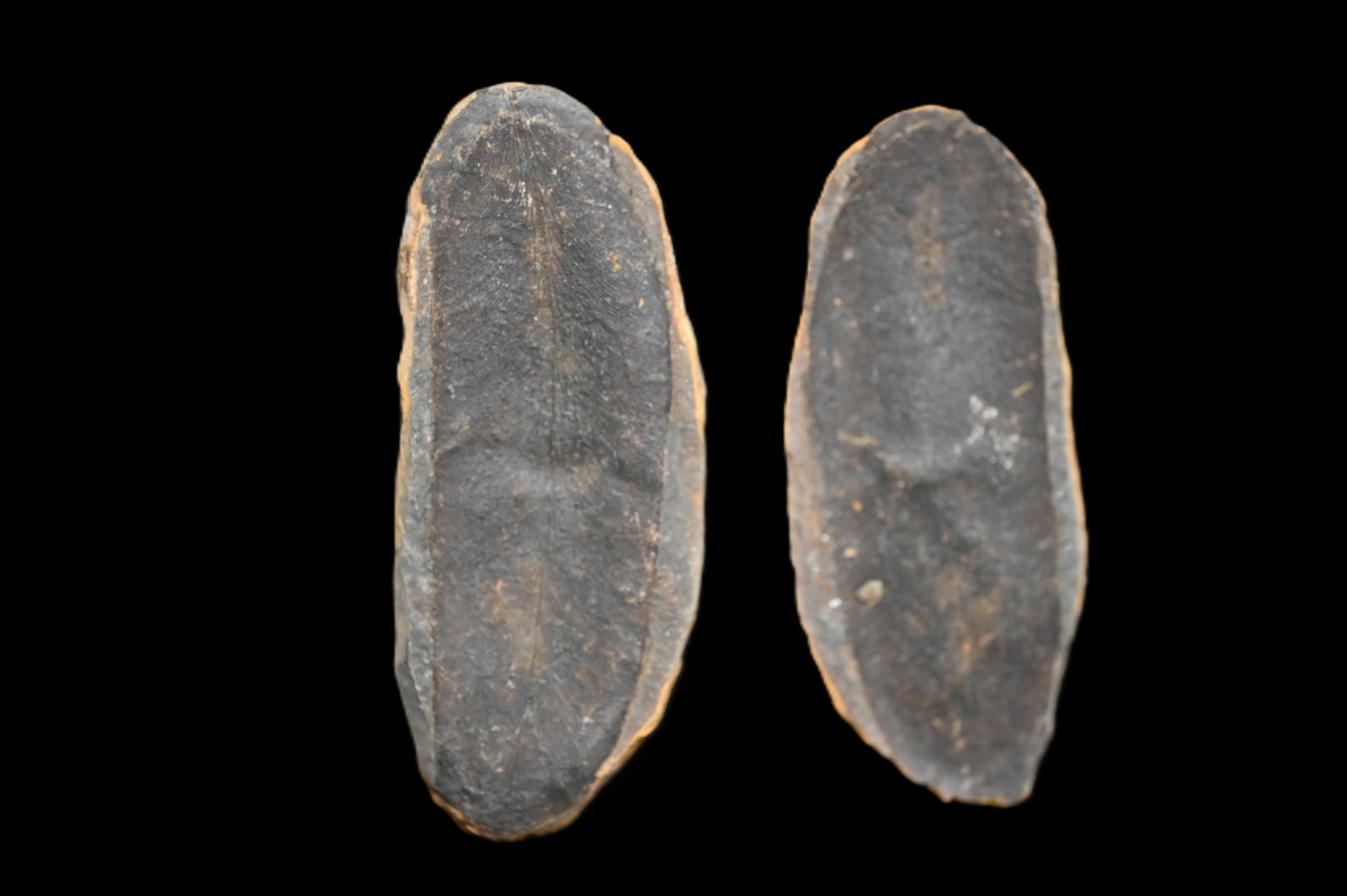 Mazon Creek Leaf Fossil 3 5/16" Split Nodule.: Mazon Creek Leaf Fossil 3 5/16" Split Nodule.